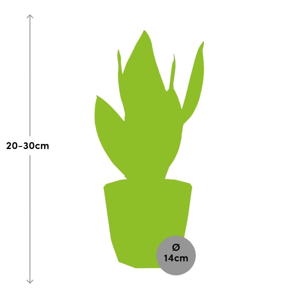 Sansevieria Futura Superba in ELHO b.for rock 14 cm warm grey - Pflanzfix24