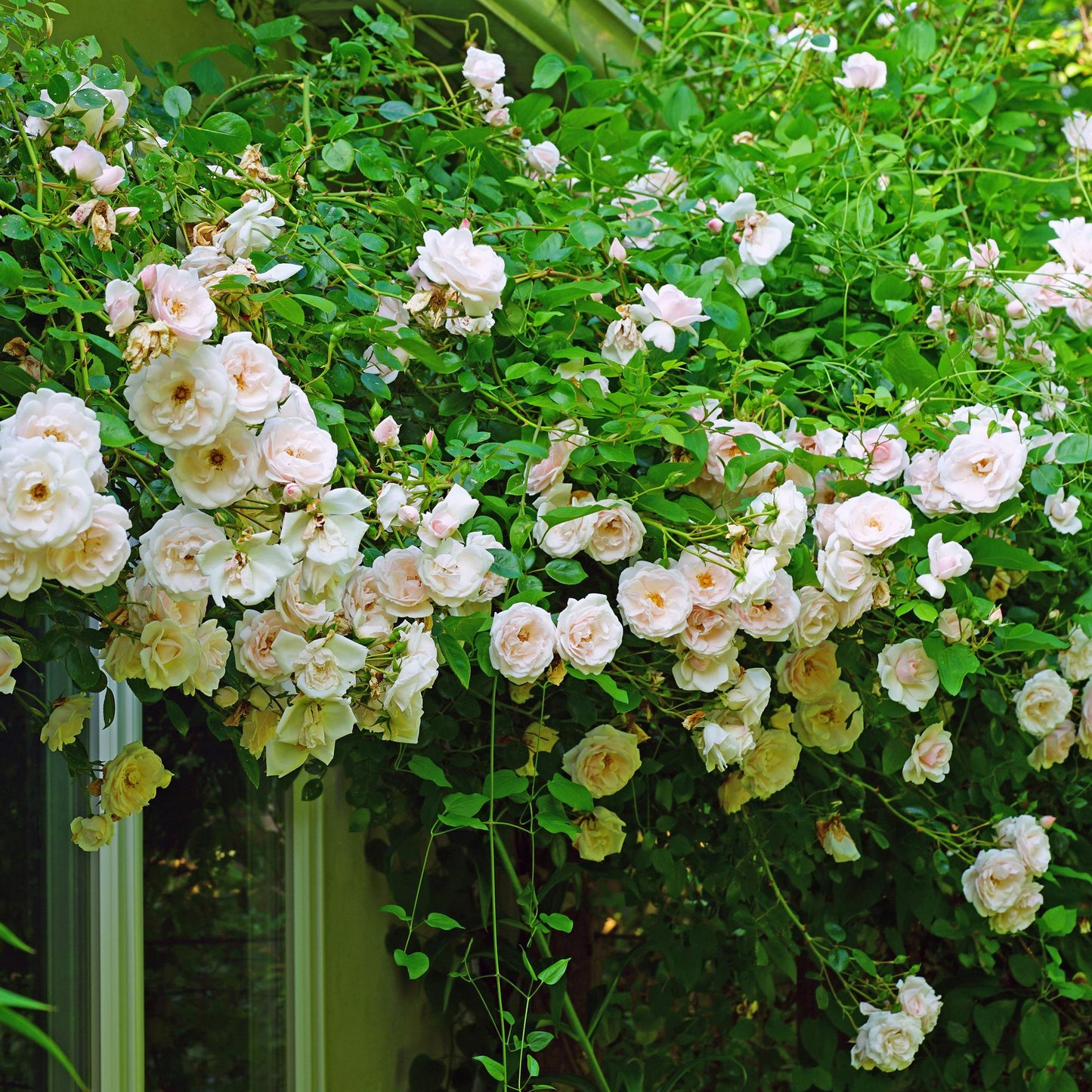 GreenboutiQ - Kletterrose - Rosa New Dawn - Blüte Hellrosa - 2 Pflanzen - Pflanzfix24.de - Pflanzfix24.de