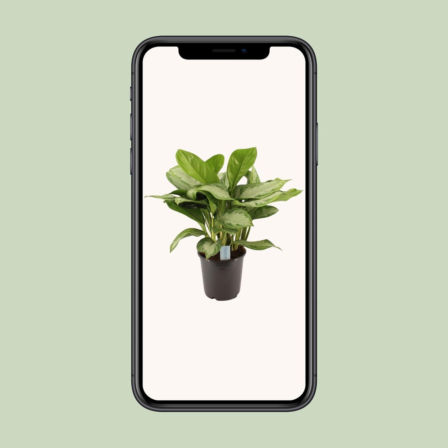 Aloe Vera 'Silver Bay' (Aloe) - Pflanzfix24
