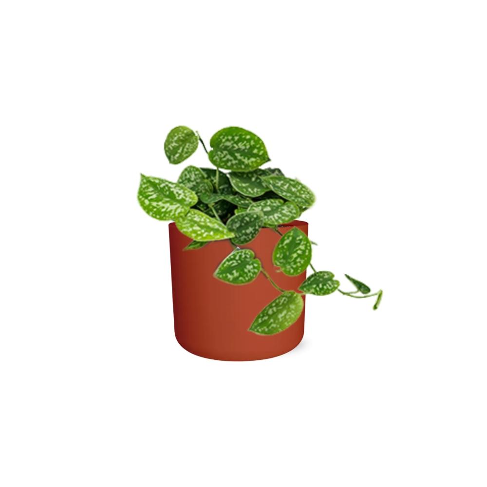 Scindapsus Pictus ‘Argyraeus’ in ELHO b.for soft rond 14cm brique - Pflanzfix24