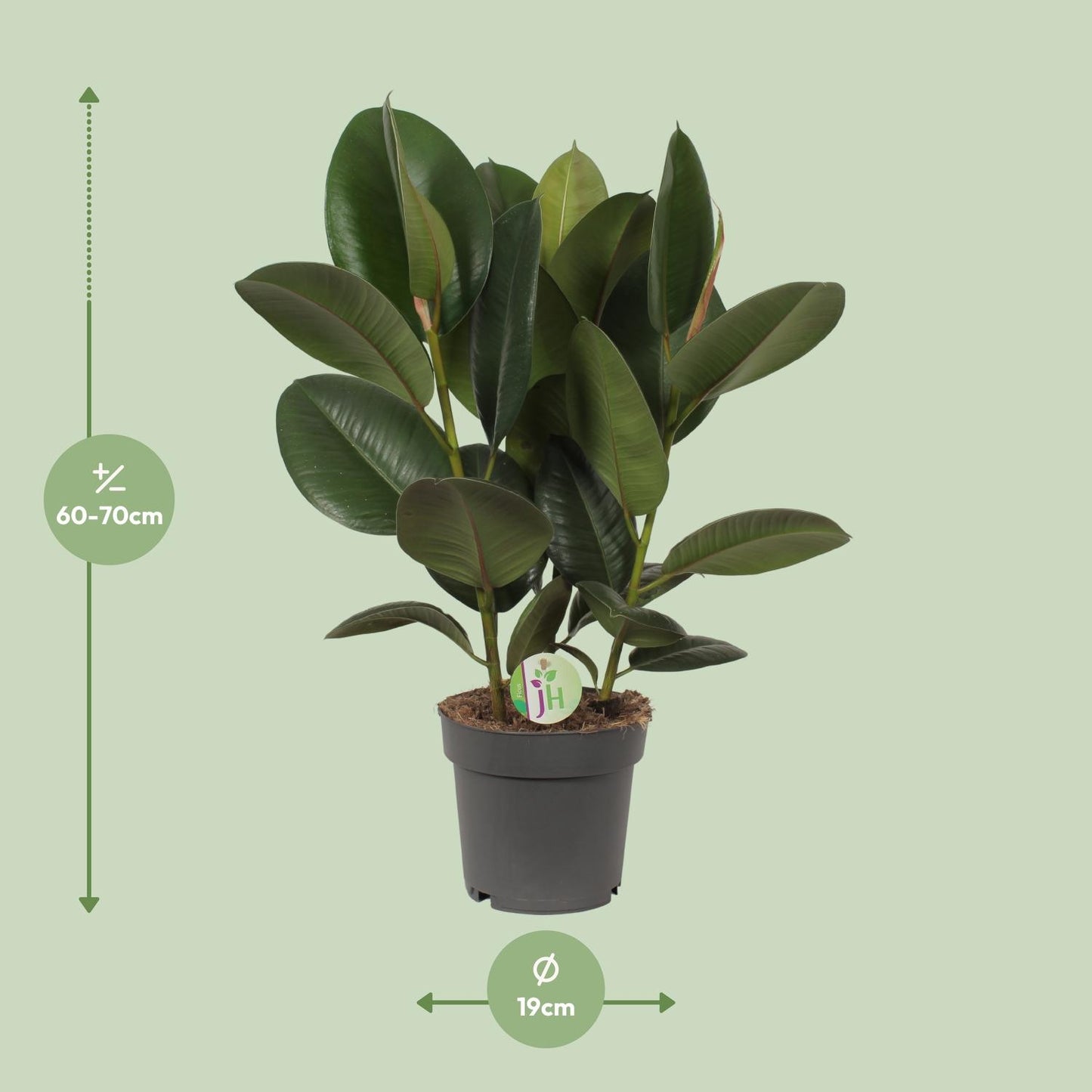 Ficus Robusta - Ø19cm - ↕50cm - Pflanzfix24