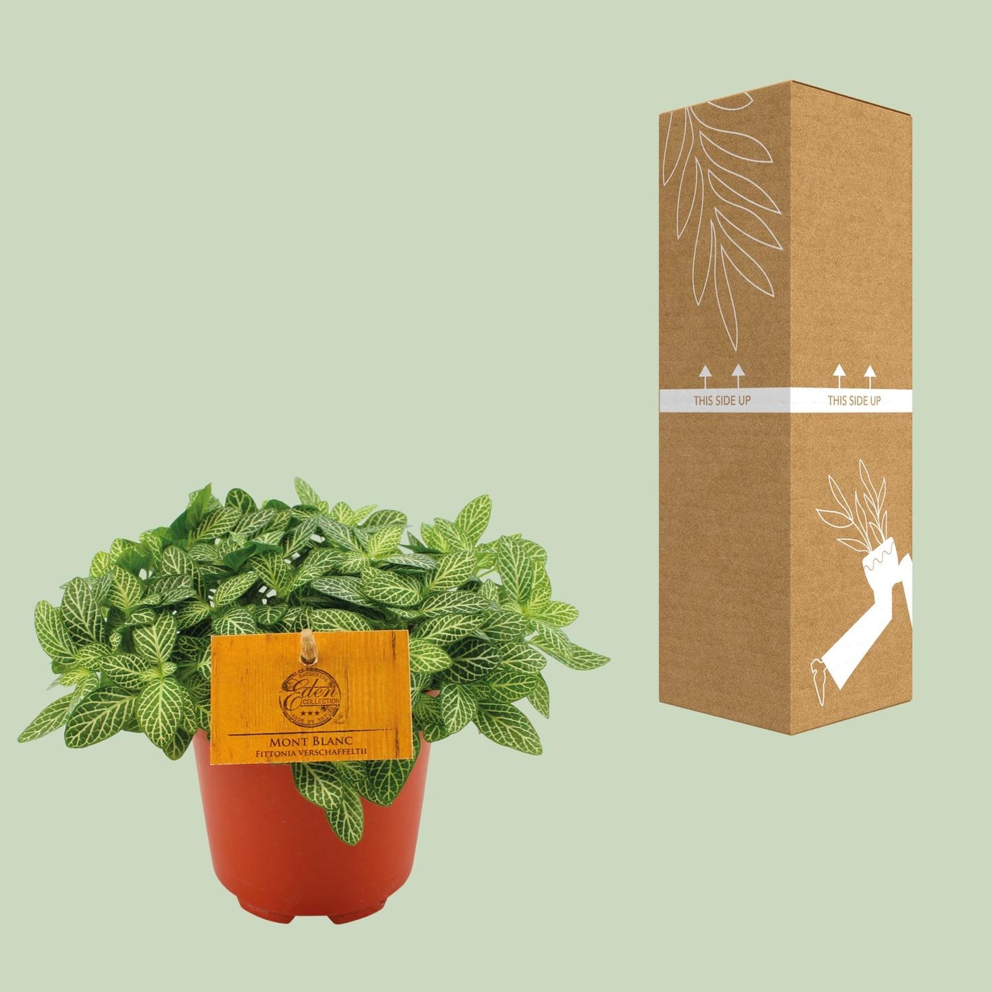 Fittonia 'Forest Flame' - Ø10,5cm - ↕15cm - Pflanzfix24