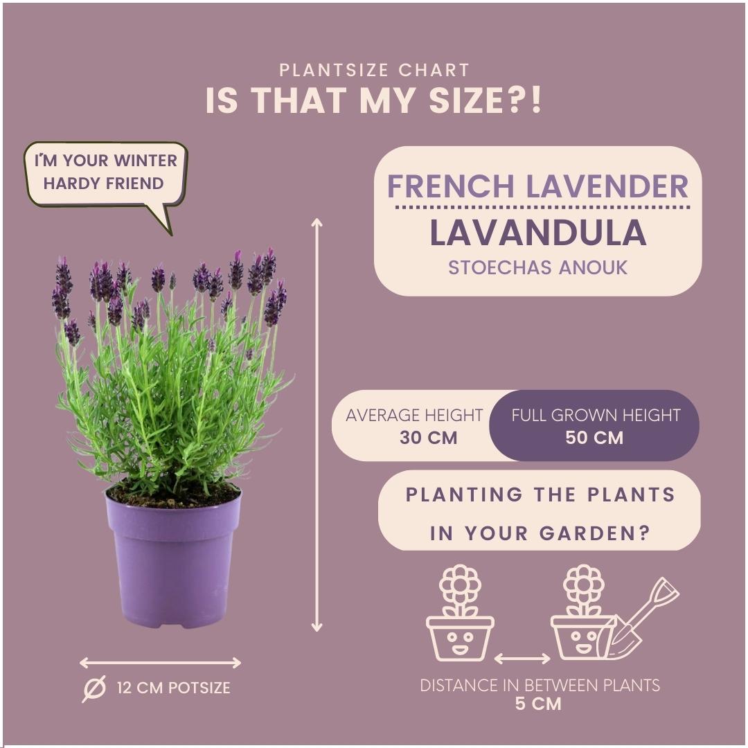 Lavandula stoechas Anouk® 6er-Set – Schopflavendel 12 cm | Pflanzfix24.de - Pflanzfix24.de