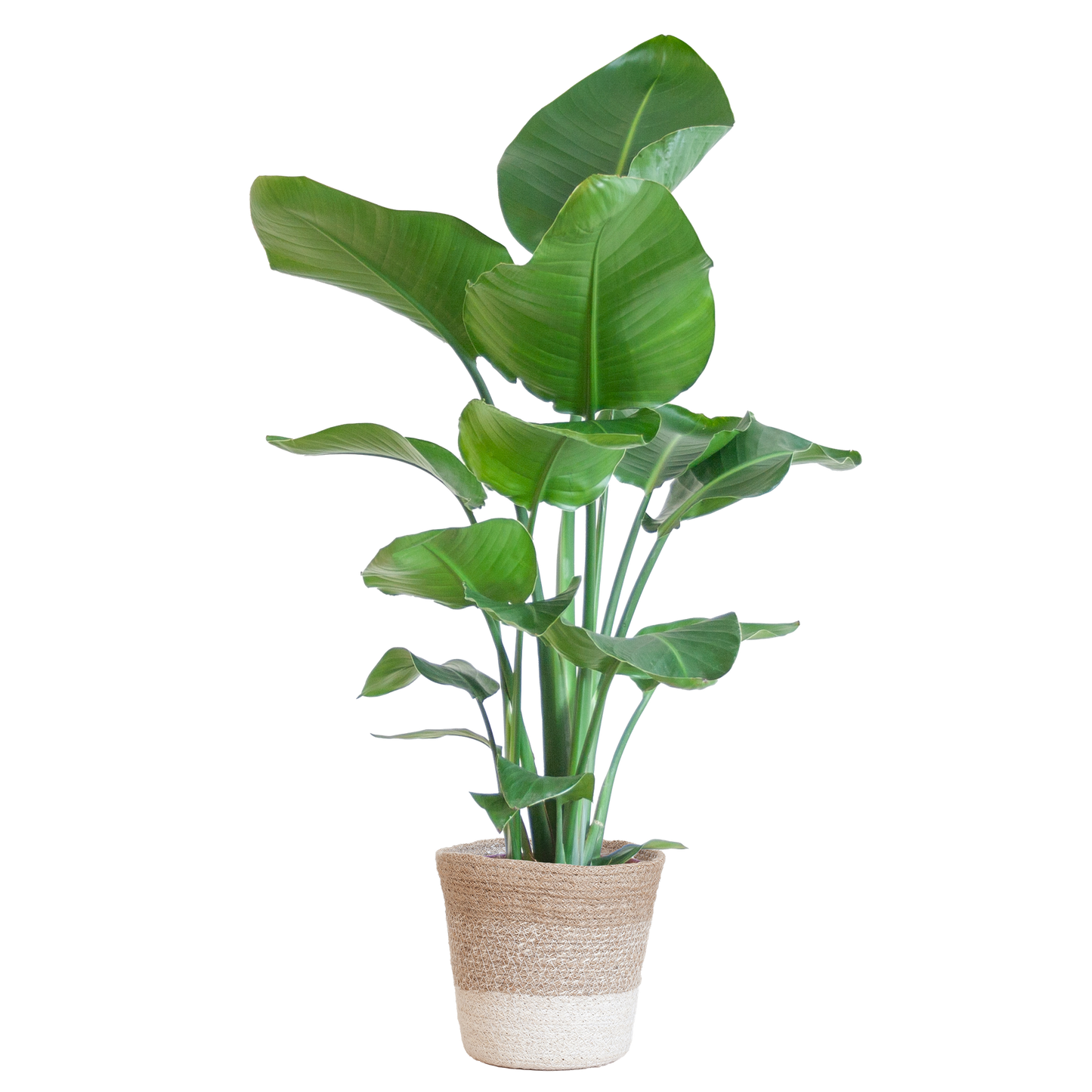 Strelitzia Nicolai 80 cm Ø19 mit Lissabon Korb weiß | Pflanzfix24.de - Pflanzfix24.de