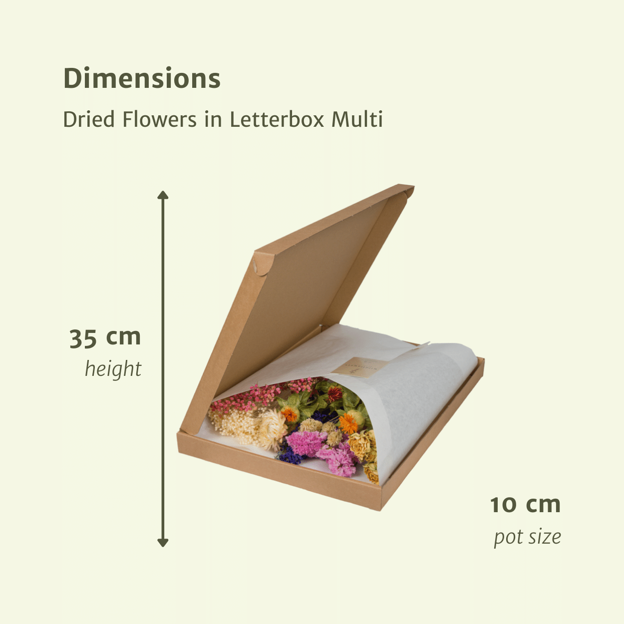 Trockenblumen Multi im Briefkasten – Pflanzfix24.de - Pflanzfix24.de