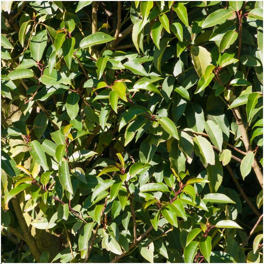 Pflanzfix24 - 1 Meter Portugiesischer Kirschlorbeer Hecke - Pflanzenset mit 6 winterharten Heckenpflanzen