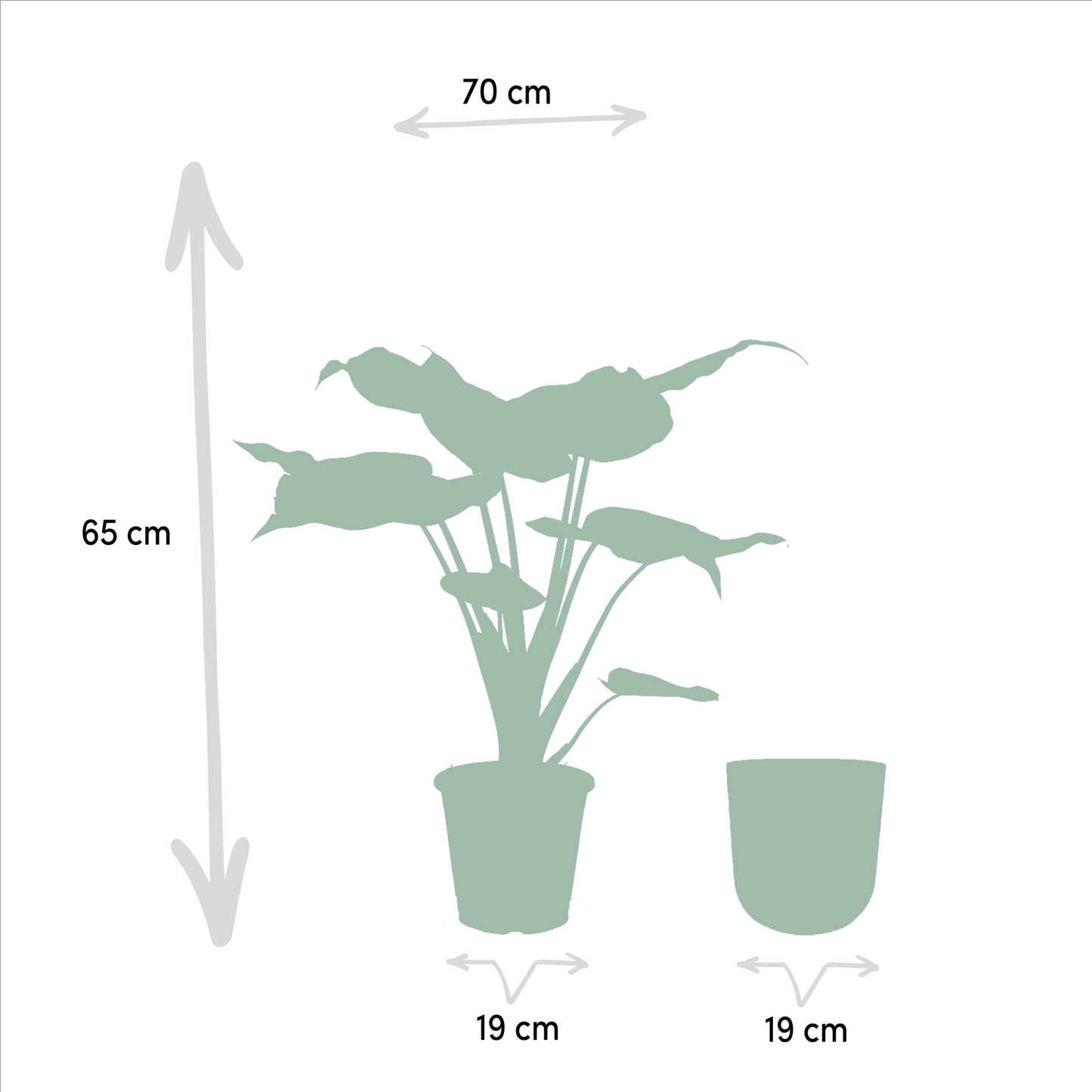 Alocasia Cucullata - Ø19cm - ↕65cm + Topf Mayk Gold - Pflanzfix24
