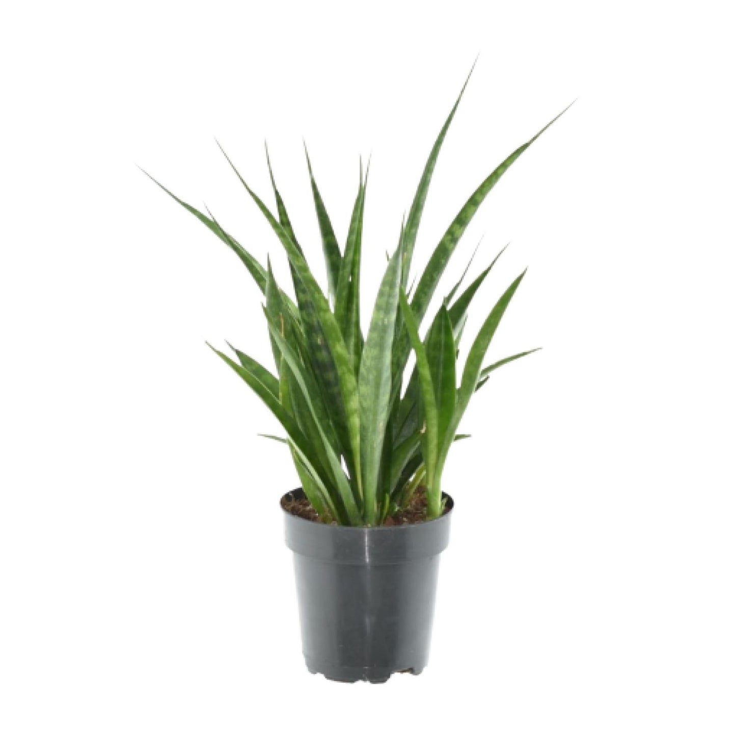 3x Sansevieria Kirkii - 38 cm - ø12 - Pflanzfix24.de - Pflanzfix24.de