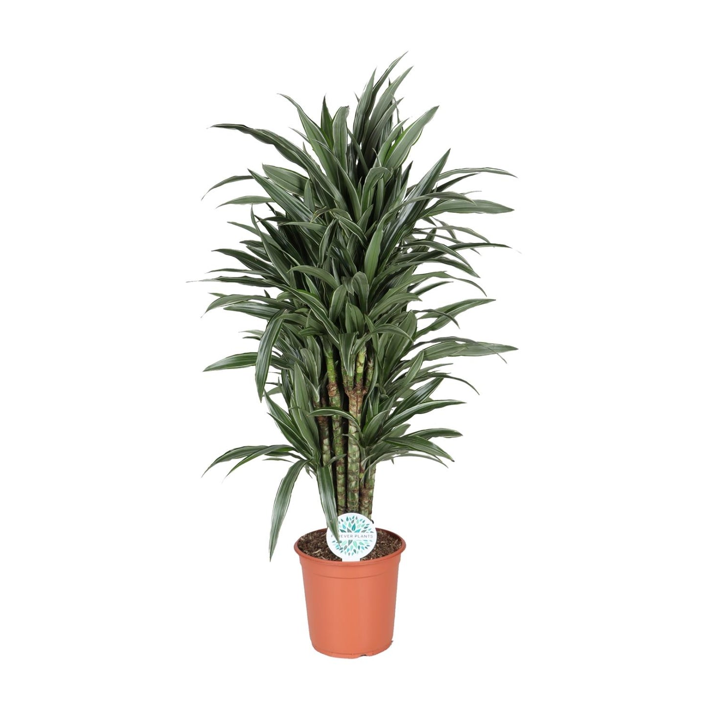 Dracaena Deremensis Warneckei - Zimmerpflanze - Pflanzfix24