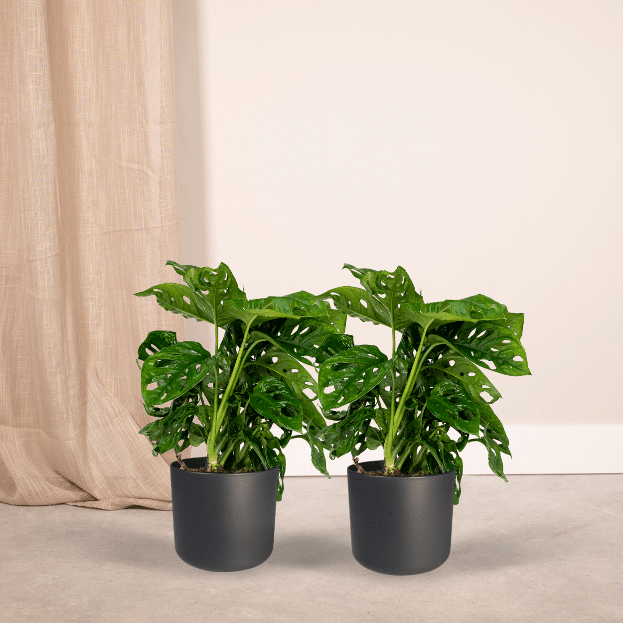 2x Monstera Monkey Leaf - Lochpflanze - 30cm - ø12 - Pflanzfix24.de - Pflanzfix24.de