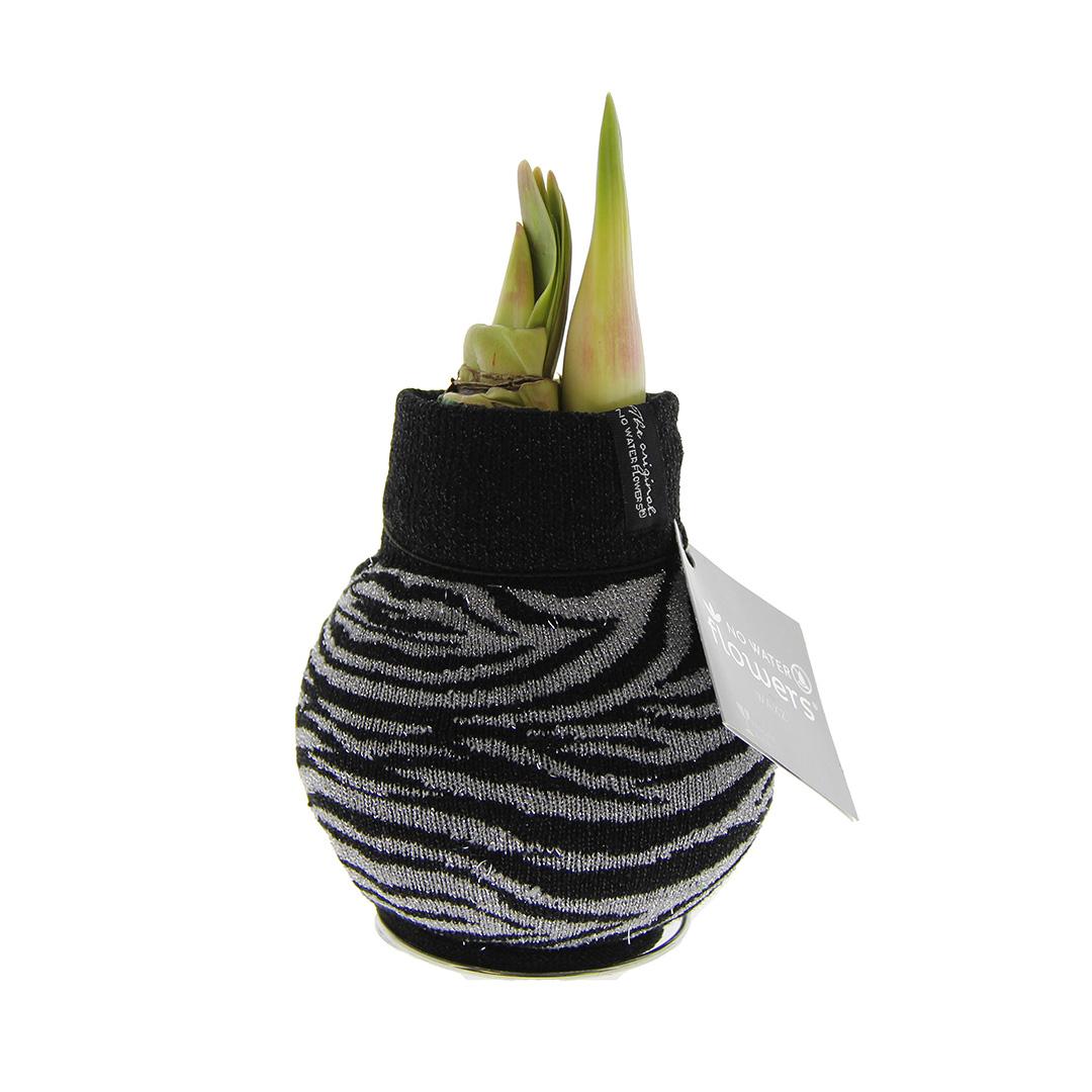 No Water Flowers® (wax amaryllis) | Fashionz Animal - Zebra + Red flower - Pflanzfix24