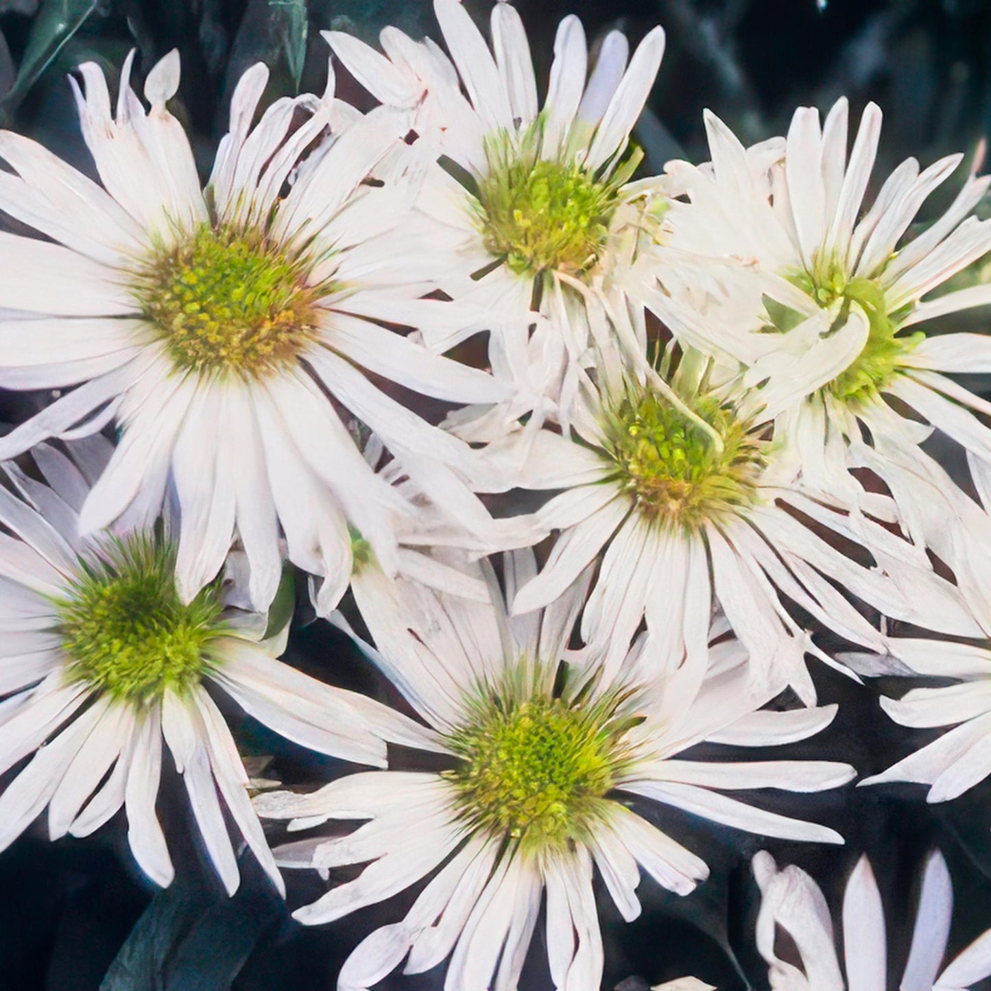 12x Aster ageratoides 'Ashvi' – Weiße Herbstaster | Pflanzfix24.de - Pflanzfix24.de