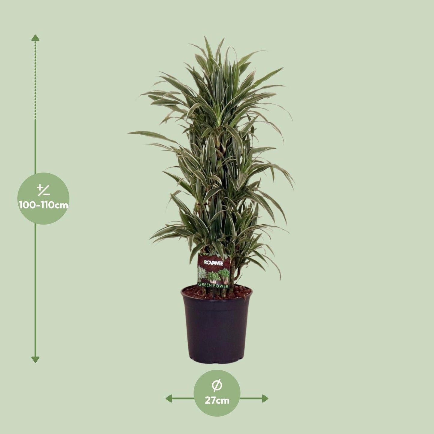 Dracaena Frag. Warneckei - Ø27cm - ↕110cm - Pflanzfix24