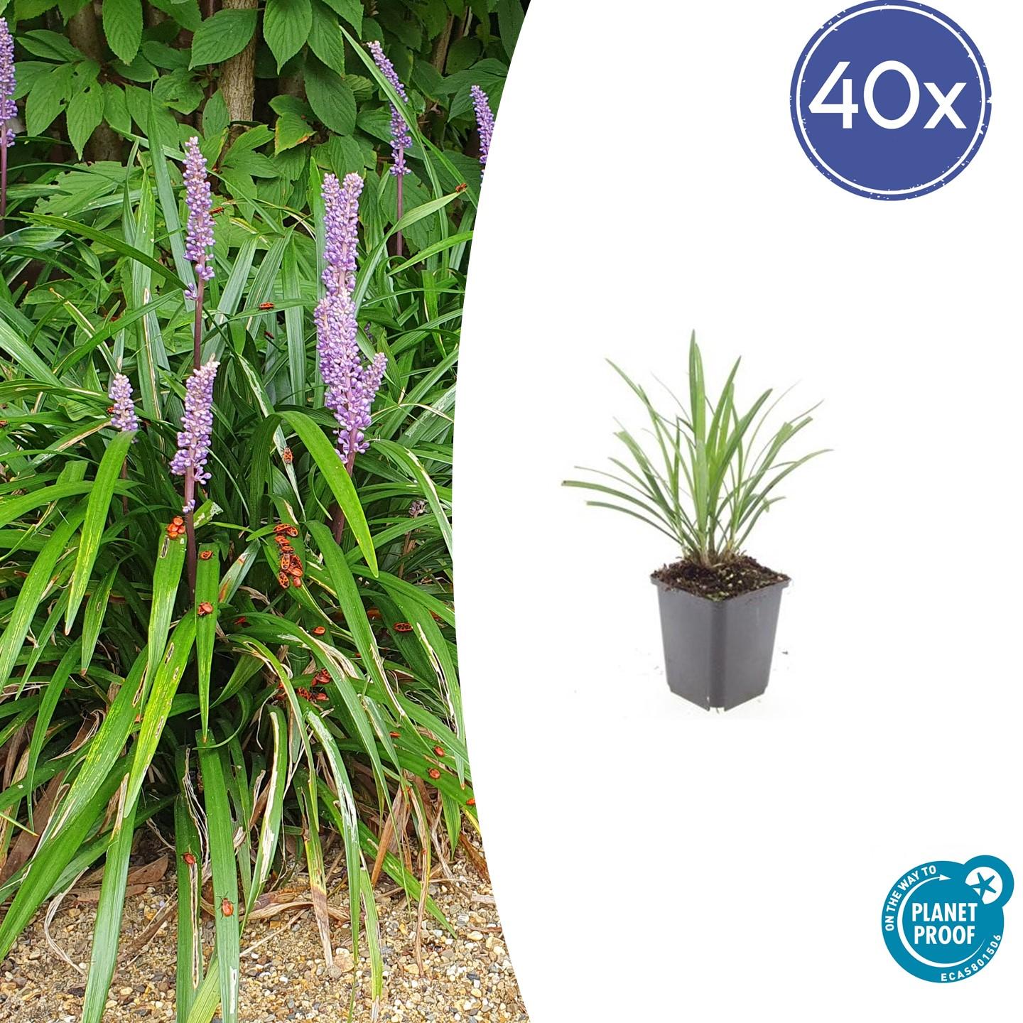 40x Liriope muscari 'Ingwersen' - ↕10-25cm - Ø9cm - Pflanzfix24.de - Pflanzfix24.de