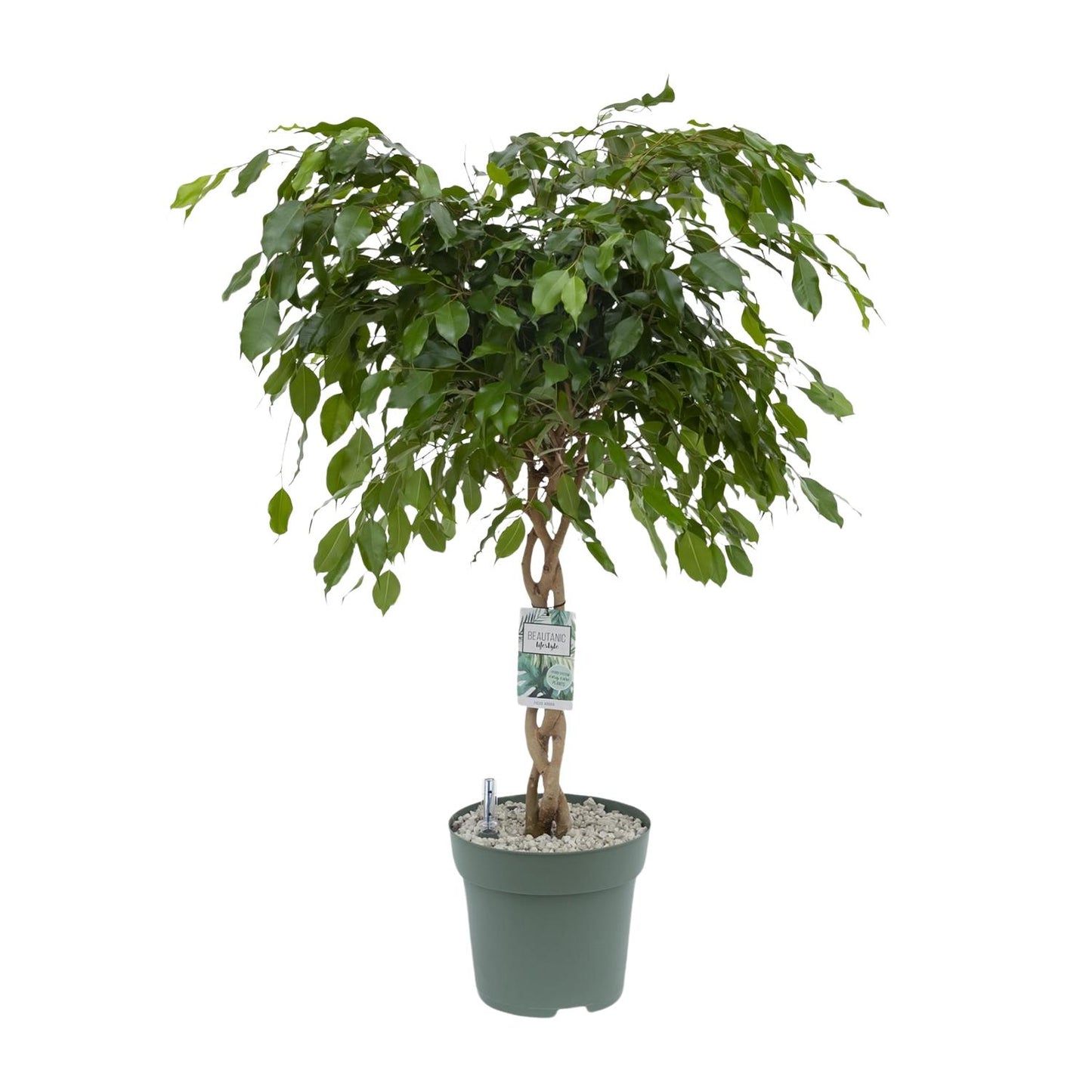 Ficus Adora / Exotica - Ø27cm - ↕120cm - Pflanzfix24