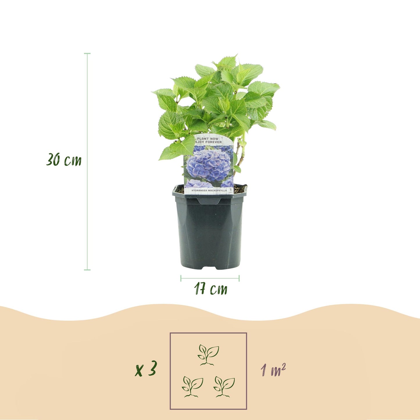 pflanzfix24 - Hortensie - Hydrangea macrophylla Blau - Blüte Blau - 1 Pflanze - Laubabwerfend - Topf 17cm