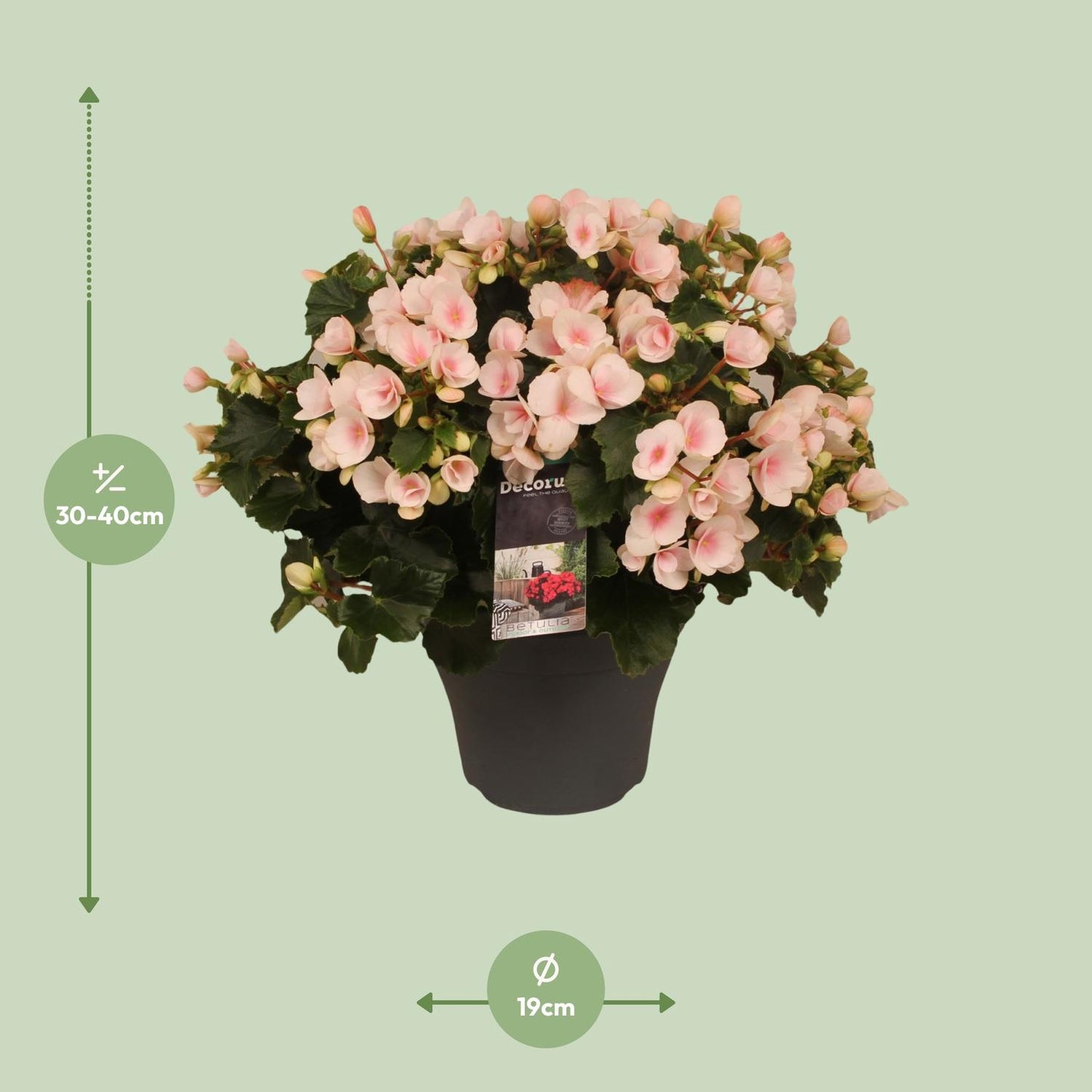 Betulia Light 19cm Outdoor Decorum - Ø19cm - ↕35cm - Pflanzfix24