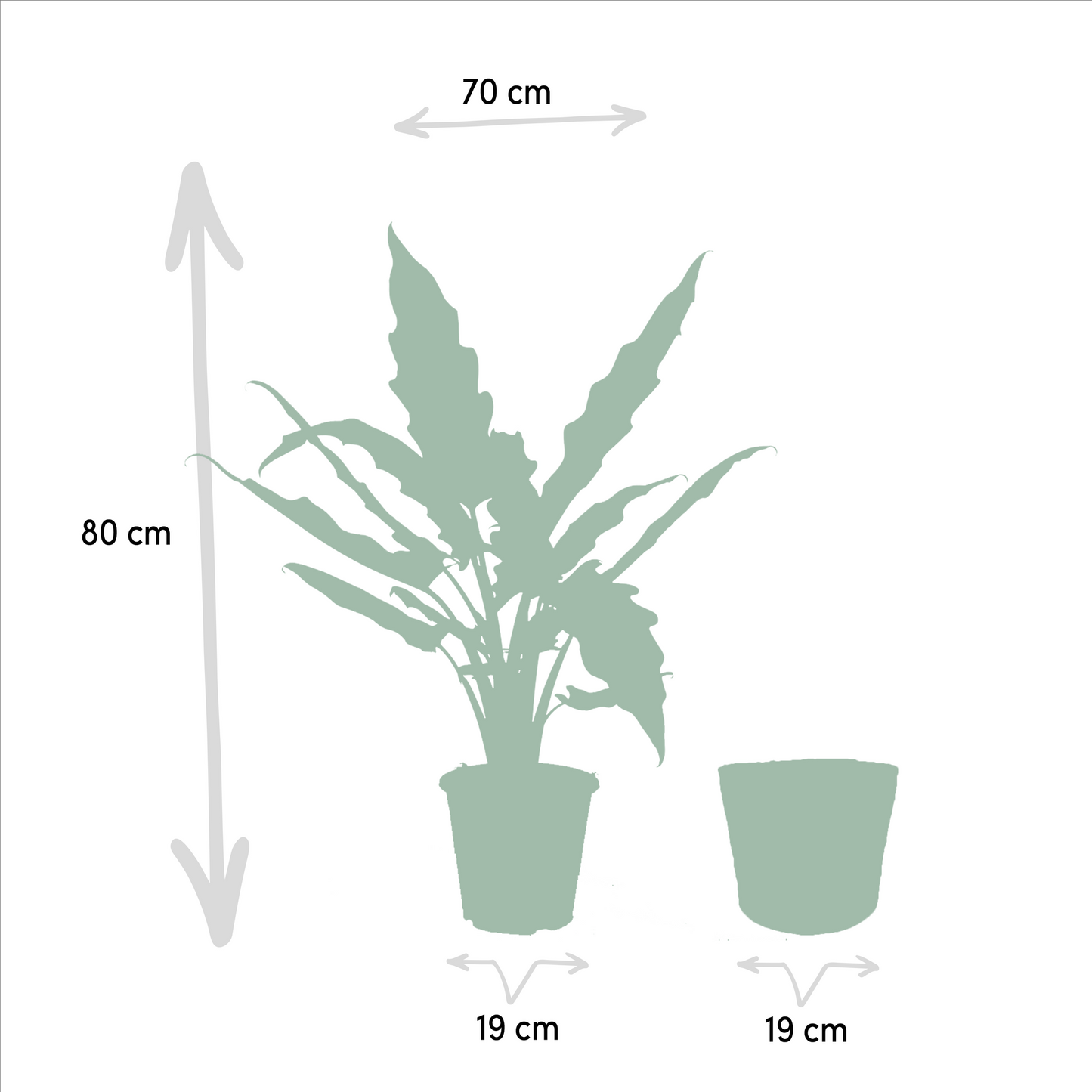 Alocasia Cucullata & Lauterbachiana Set + Korb - Pflanzfix24.de - Pflanzfix24.de