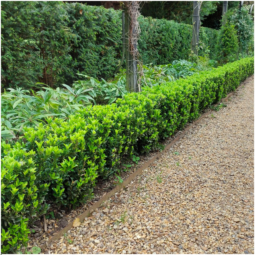 6 x Euonymus 'Green Spire' - 6 x Ø 7 cm - ↨ 15 cm - Pflanzfix24.de - Pflanzfix24.de