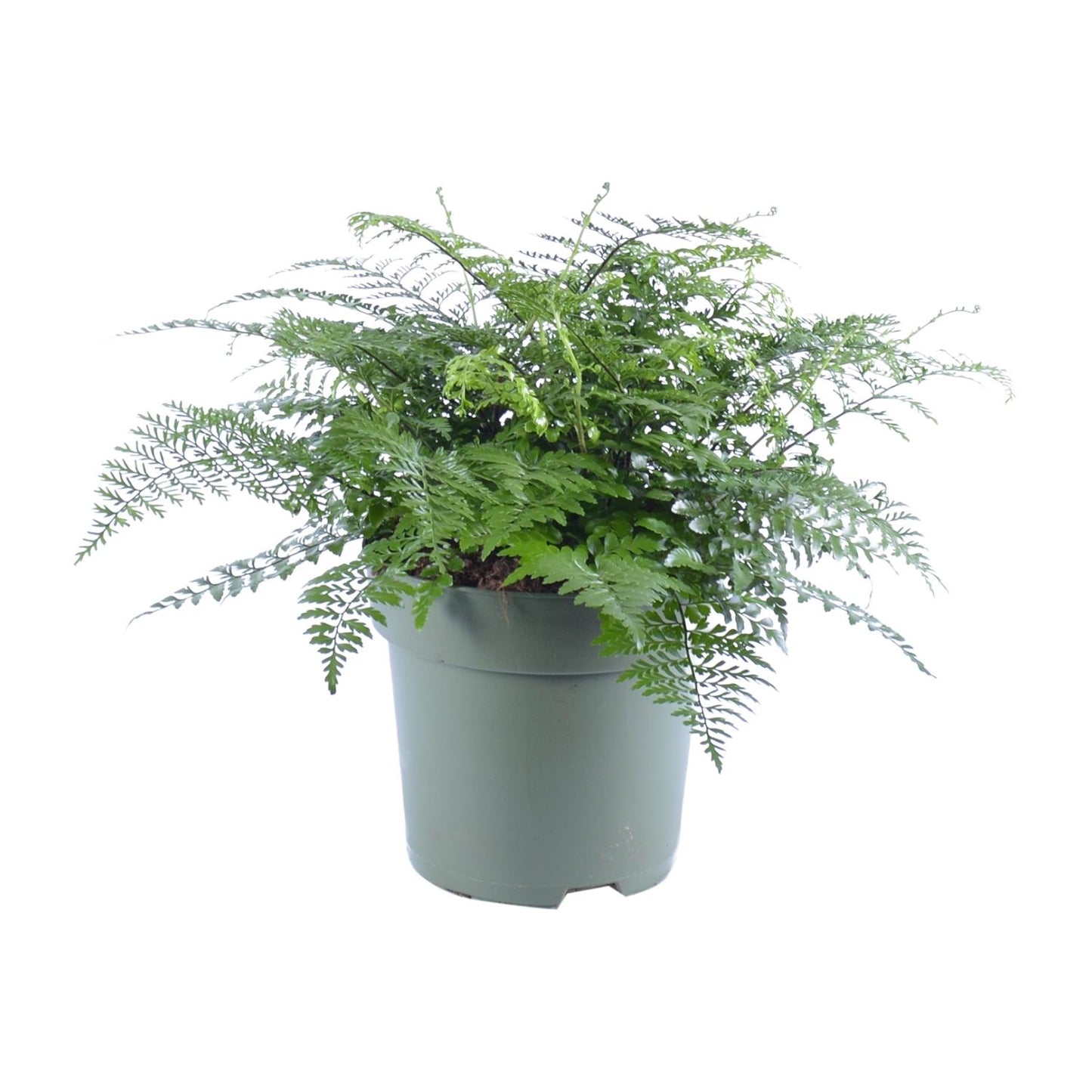 Asplenium Parvati - Ø27cm - ↕50cm - Pflanzfix24