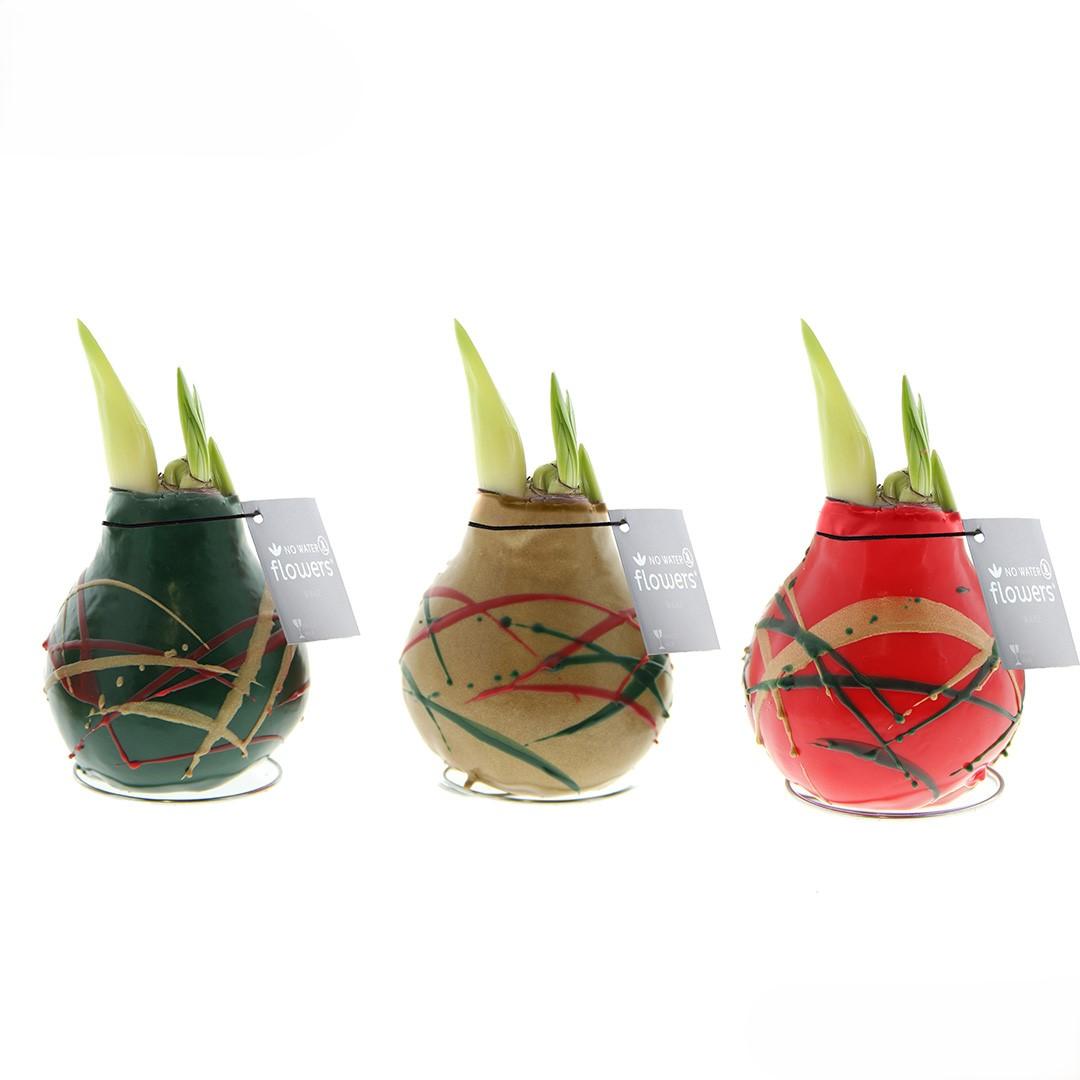 No Water Flowers® (wax amaryllis) | Waxz® Art Munch Mix (3 pack) + Red flower - Pflanzfix24