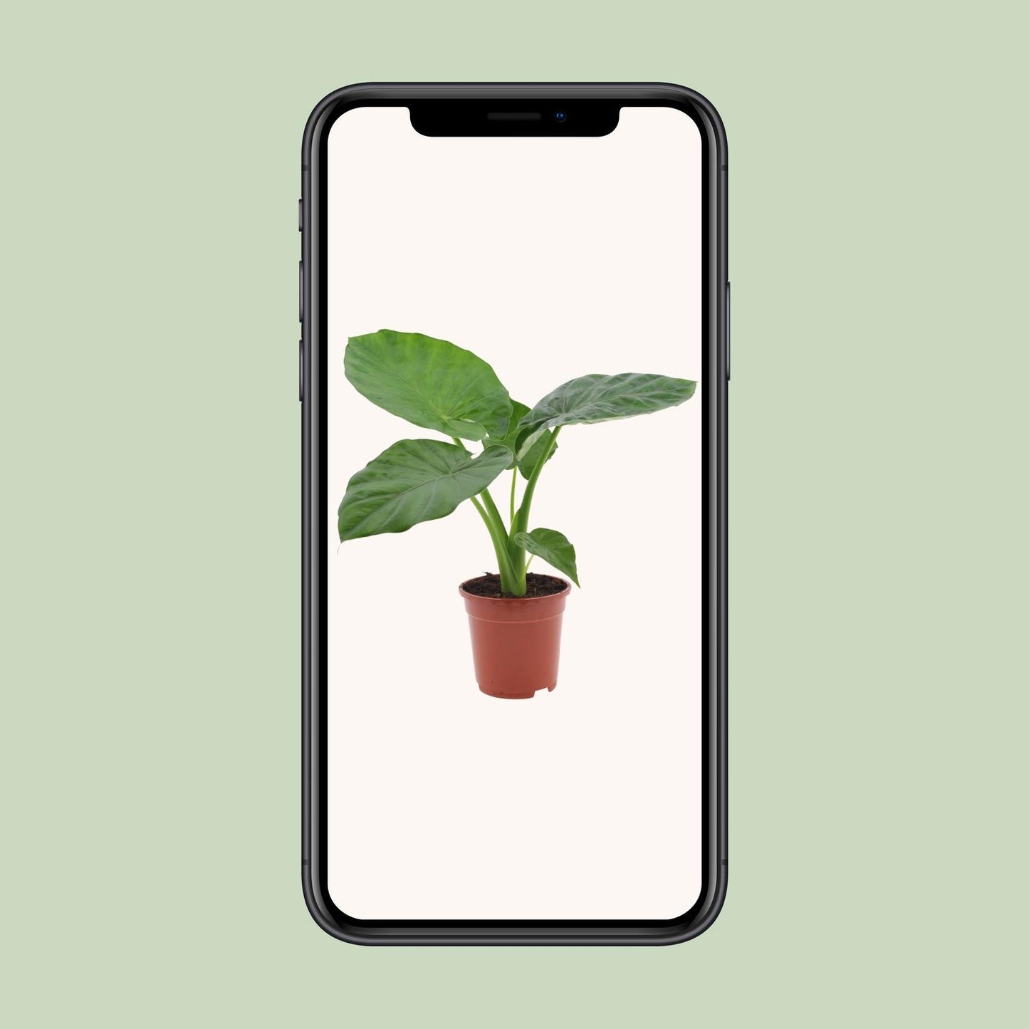 Alocasia Macrorrhiza - Ø17cm - ↕50cm - Pflanzfix24