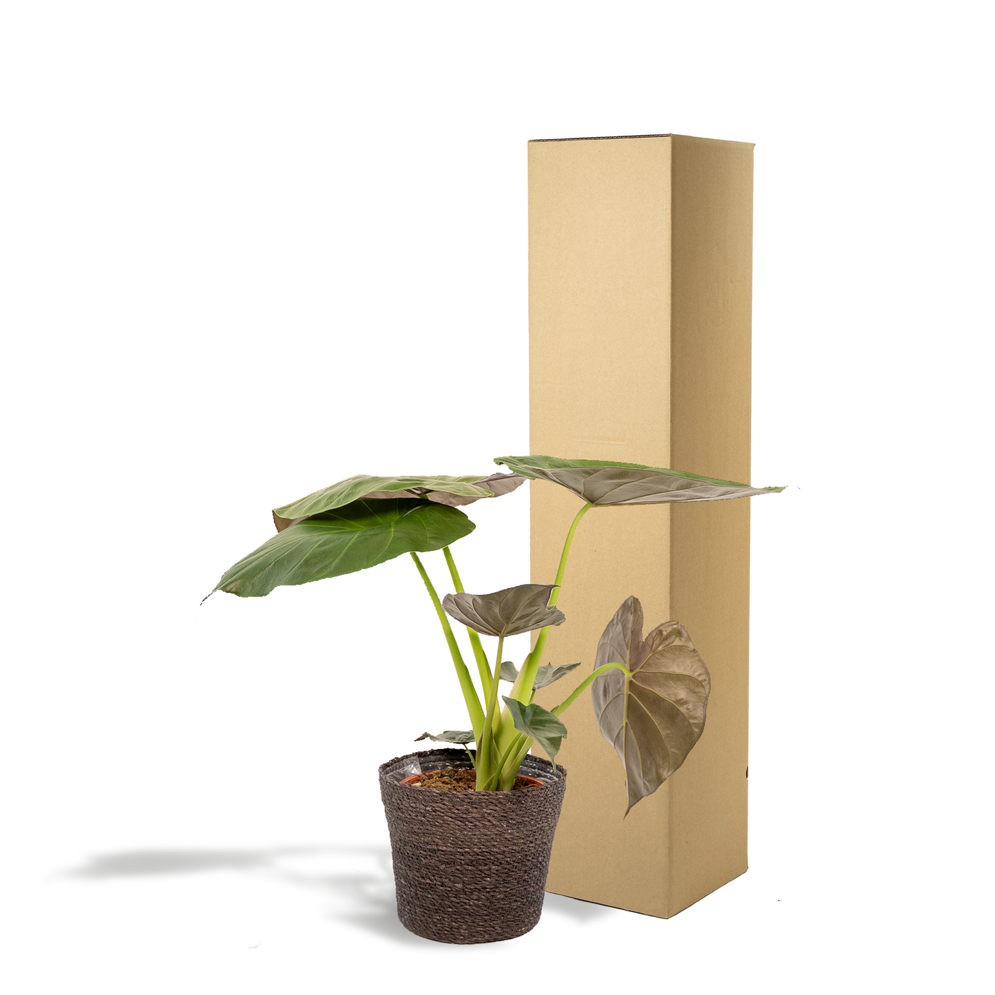 Alocasia Wentii - Ø19cm - ↕65cm + Korb Igmar - Pflanzfix24