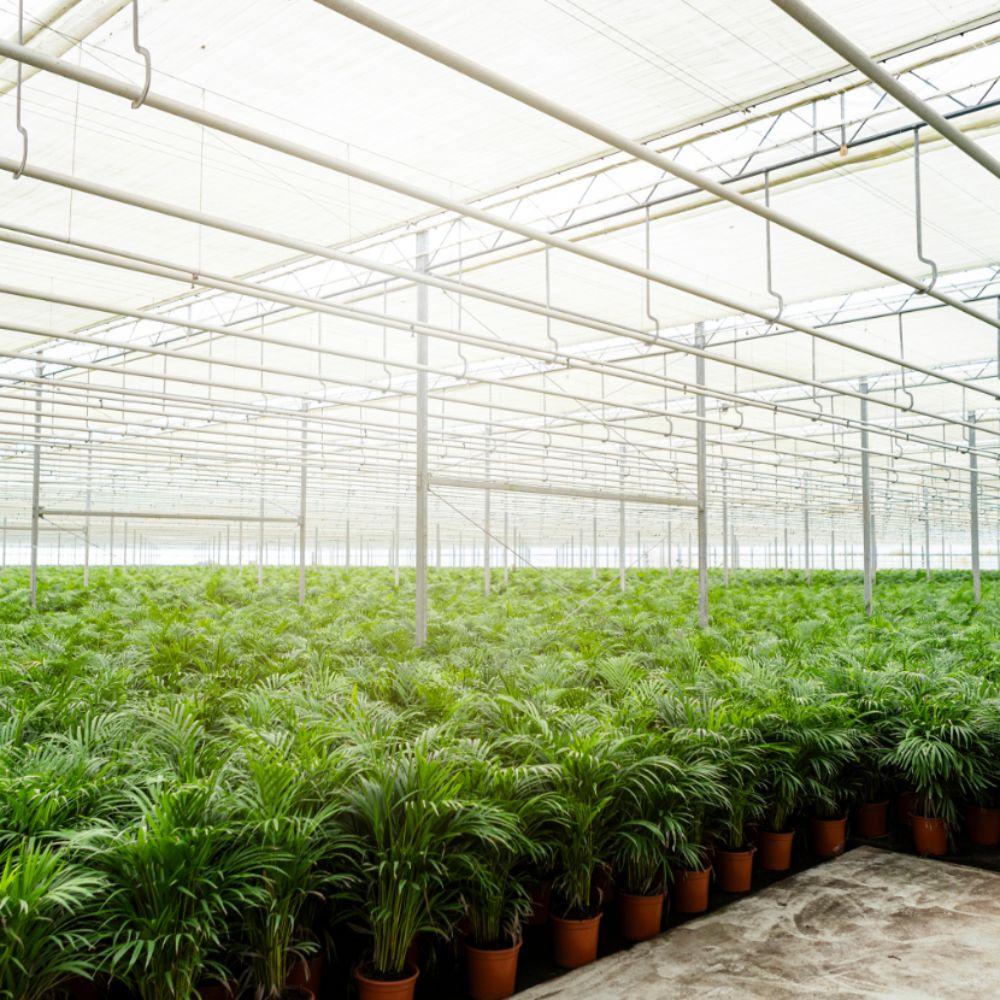Areca-Palme mit Topf - ↨110cm - Ø21cm bei Pflanzfix24