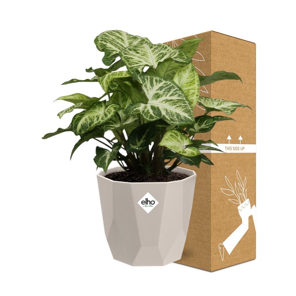 Syngonium Arrow in ELHO b.for rock 14 cm warm grey - Pflanzfix24