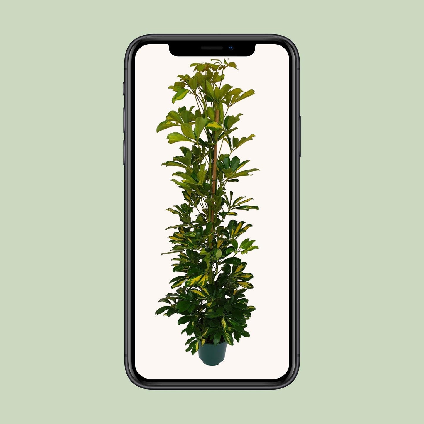 Schefflera Arboricola Gerda - Ø20cm - ↕90cm - Pflanzfix24