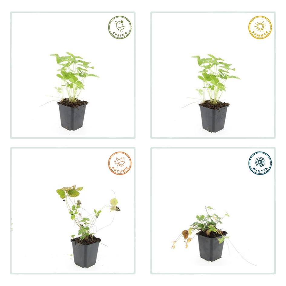 40x Fragaria vesca - ↕10-25cm - Ø9cm - Pflanzfix24