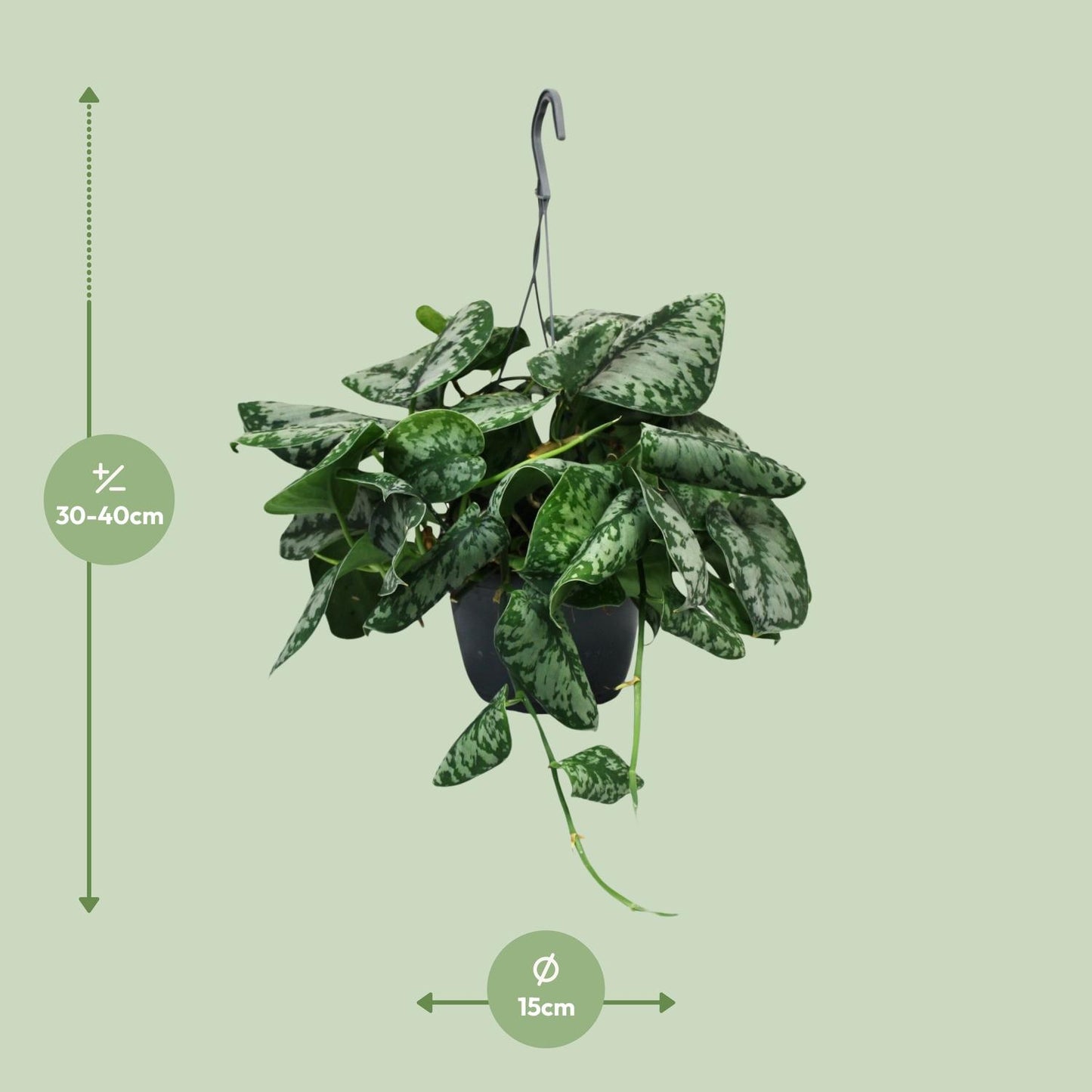 Scindapsus Pictus Trebie - Ø15cm - ↕35cm - Pflanzfix24