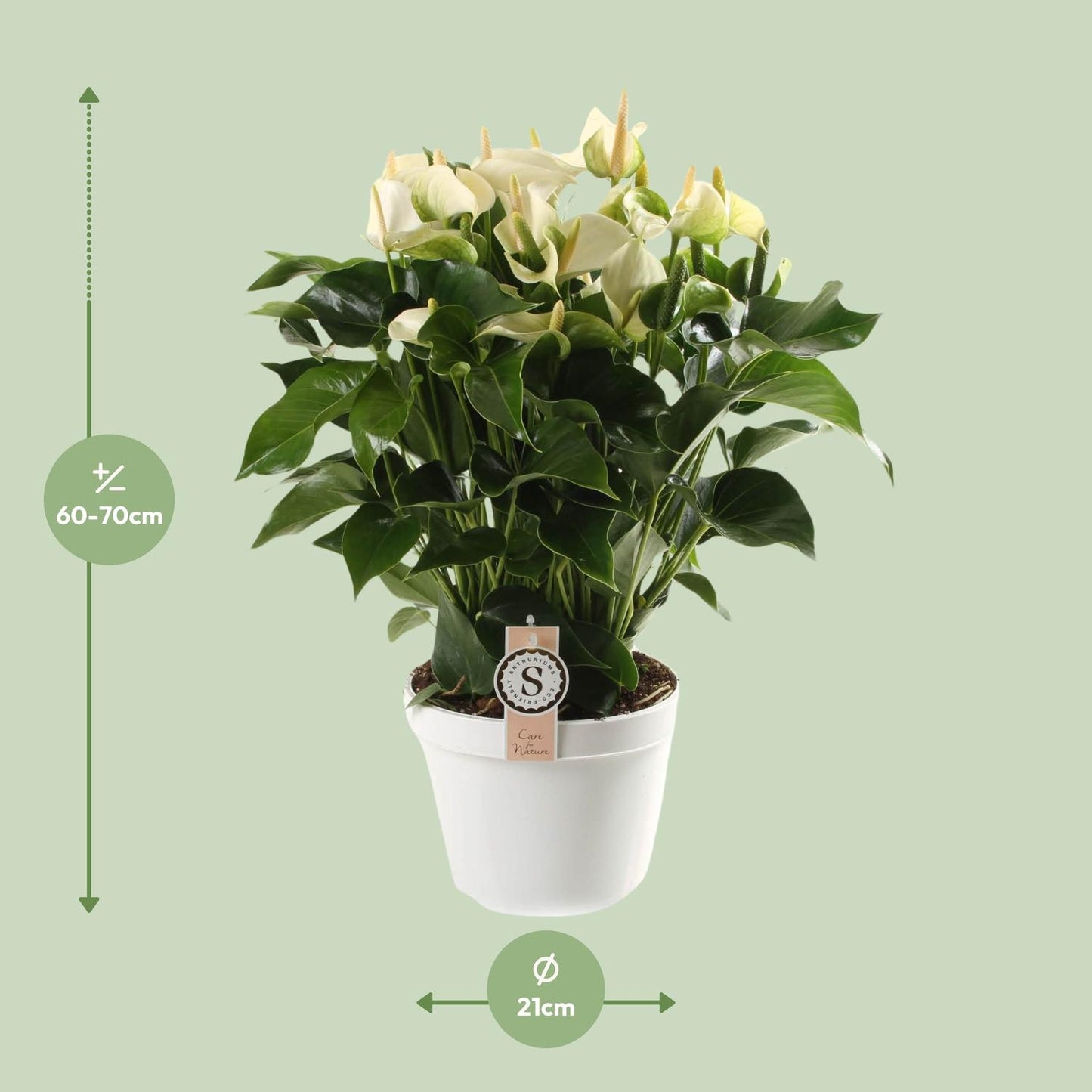 Anthurium White Champion 21cm - Pflanzfix24