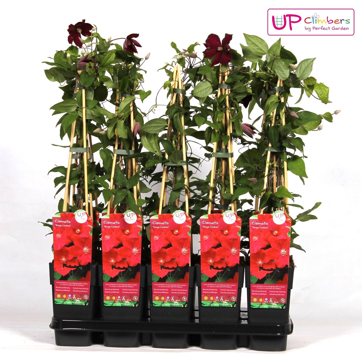 Clematis Hagley Hybrid - Clematis Rood - Ø15cm - ↕65cm - Pflanzfix24.de - Pflanzfix24.de