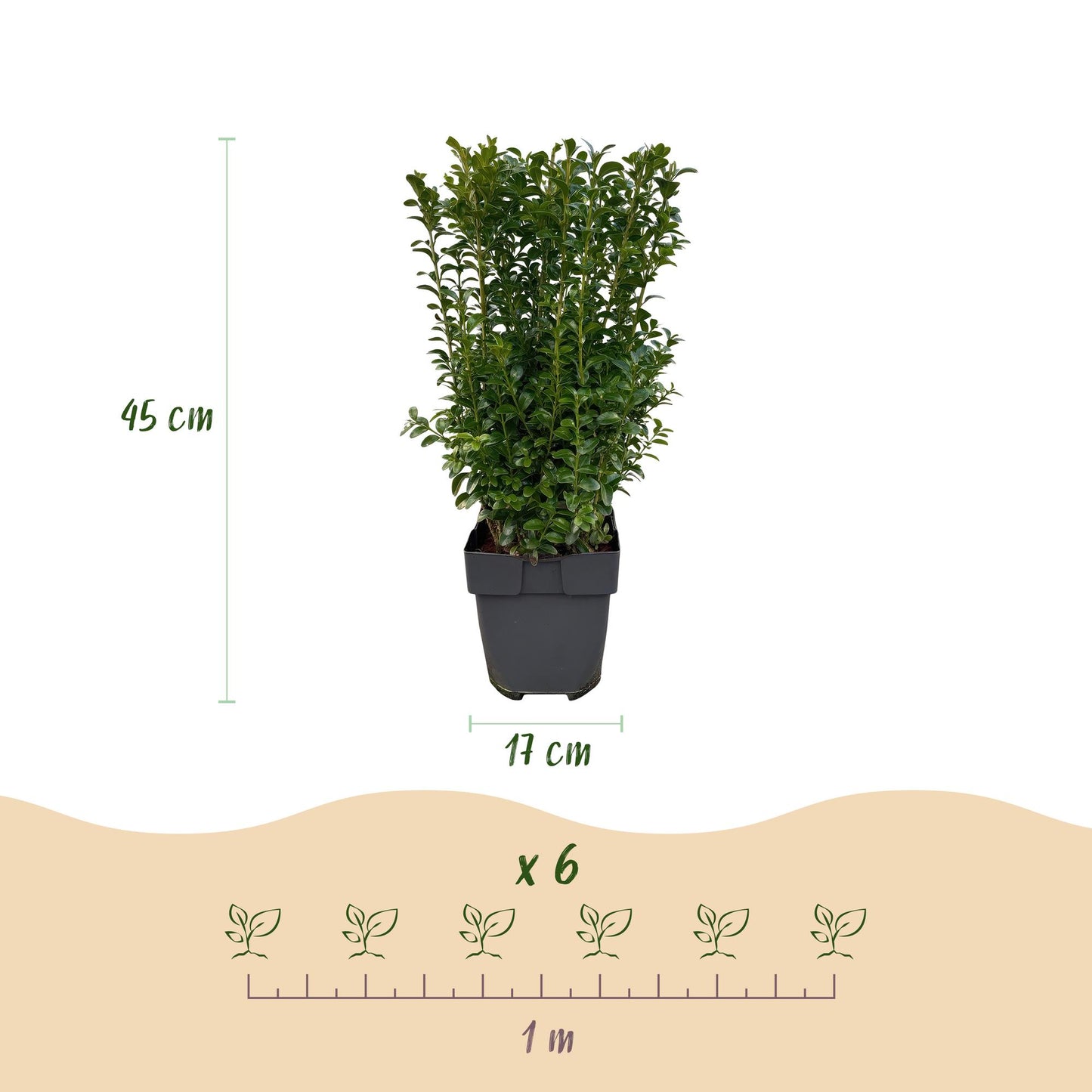 GreenboutiQ - Heckenpflanzen - Buxus sempervirens - Blatt grün - 6 Pflanzen - 1 laufender Meter - immergrün - Topf 17cm Höhe 45cm - Pflanzfix24.de
