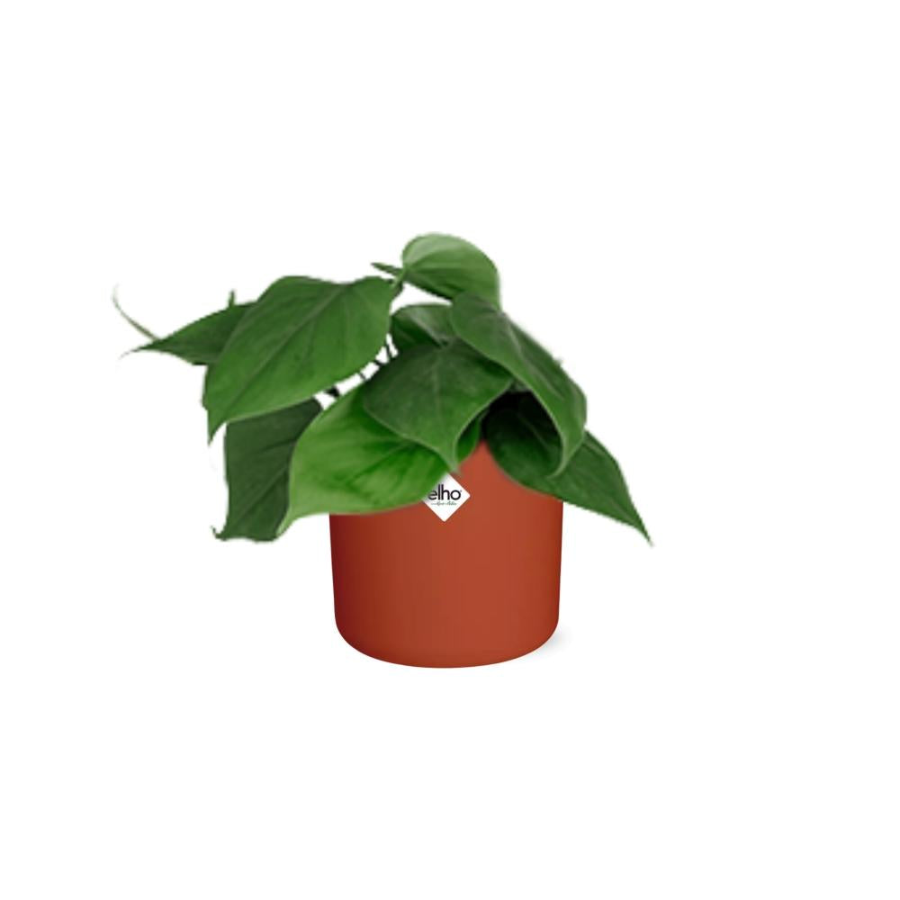 Philodendron Scandens in ELHO b.for soft rond 14cm brique - Pflanzfix24