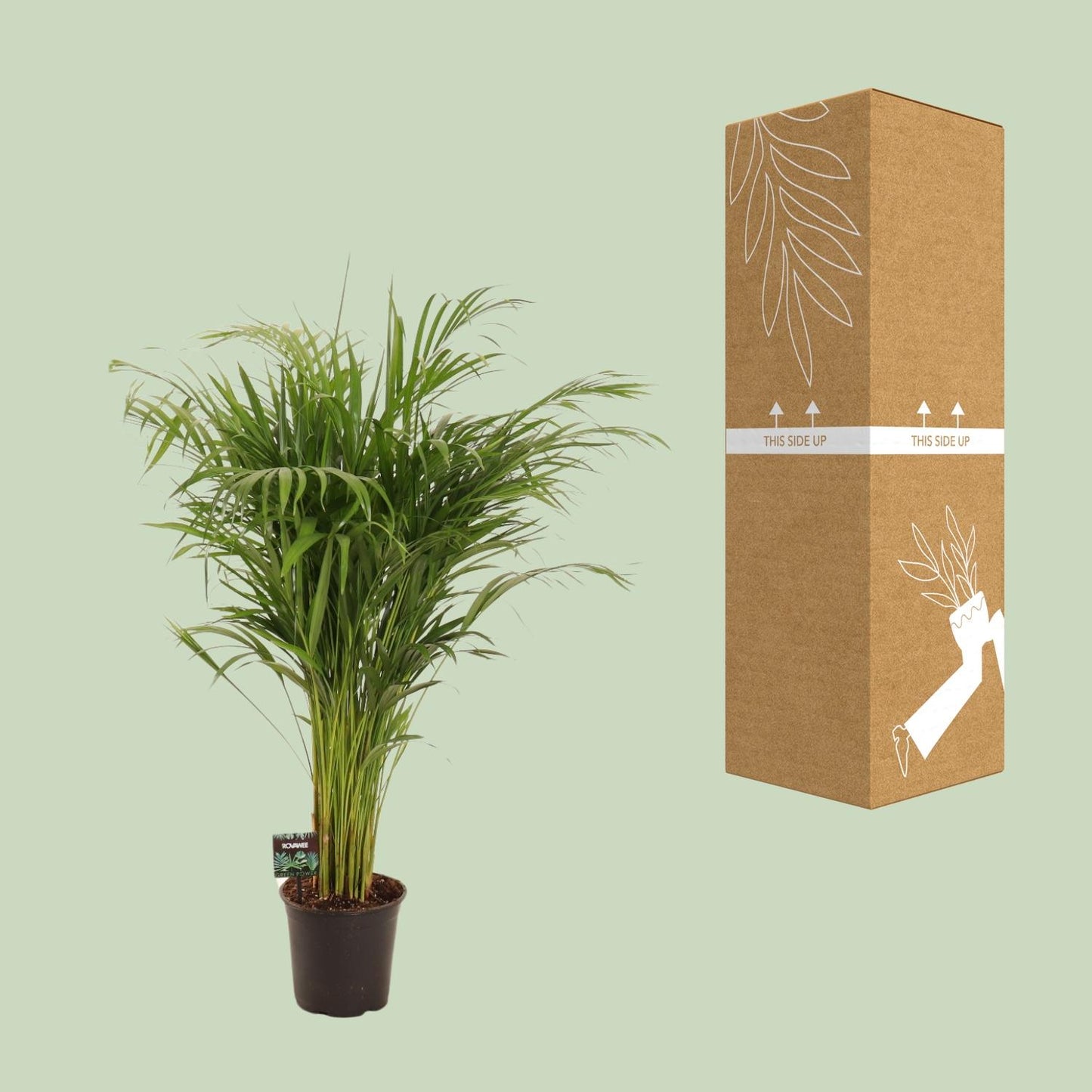 Dypsis Lutescens - Ø21cm - ↕110cm - Pflanzfix24