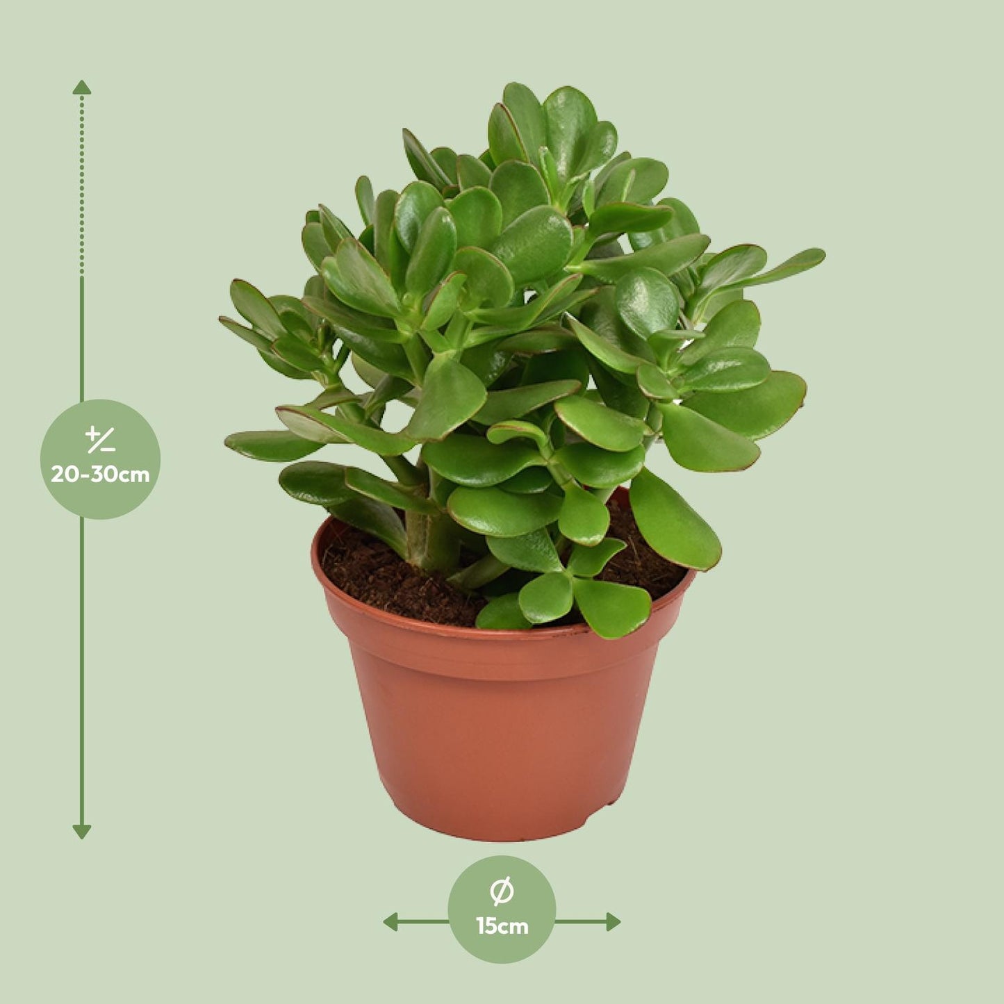 Crassula Ovata - Ø15cm - ↕21cm von Pflanzfix24