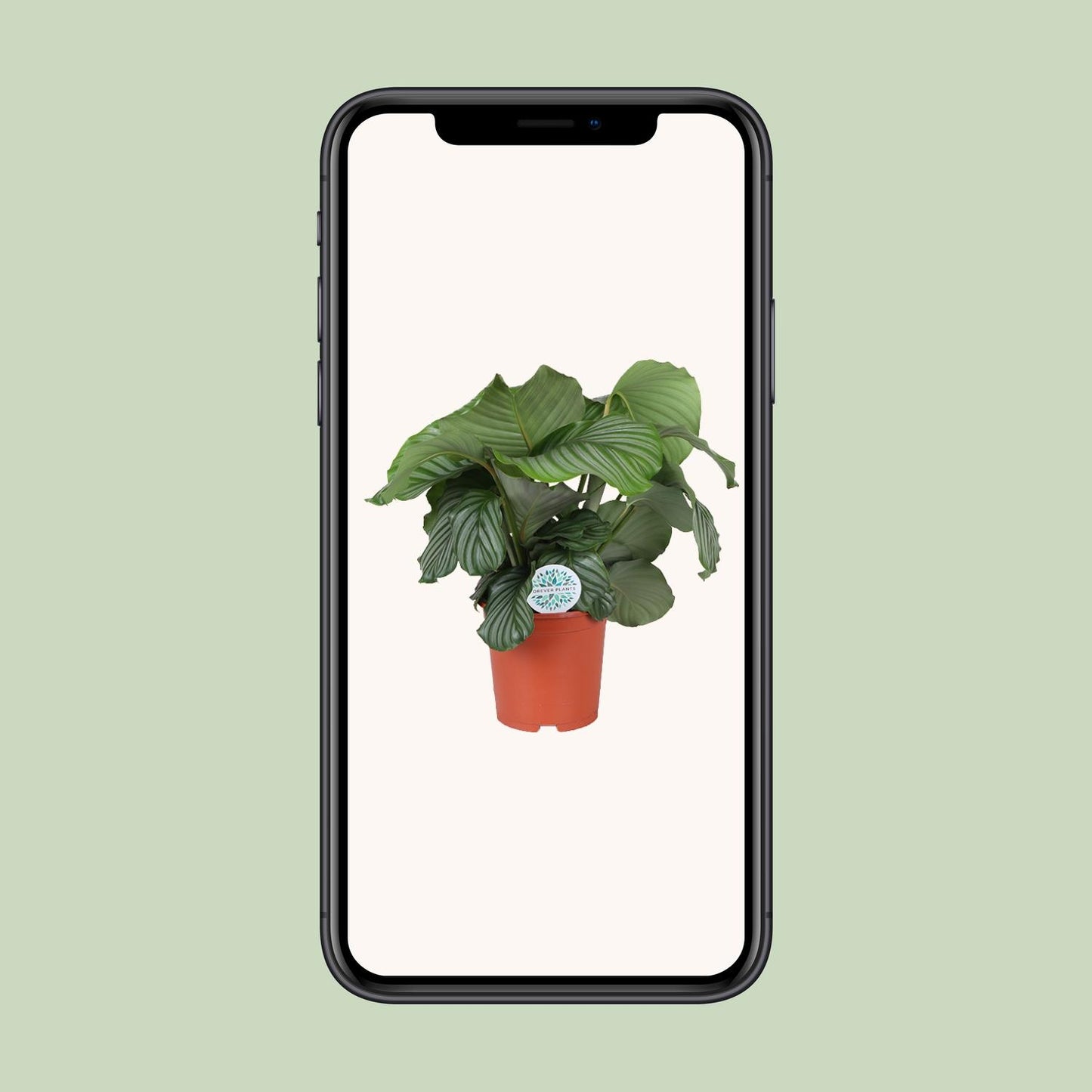 Calathea Orbifolia - Ø21cm - Pflanzfix24