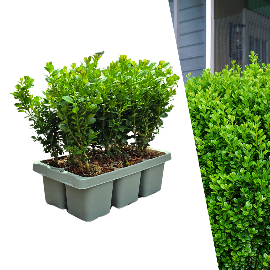 Buxus NewGen Freedom – 6er-Set kompakte Buchsbäume Ø7 cm, H15 cm – Pflanzfix24.de - Pflanzfix24.de