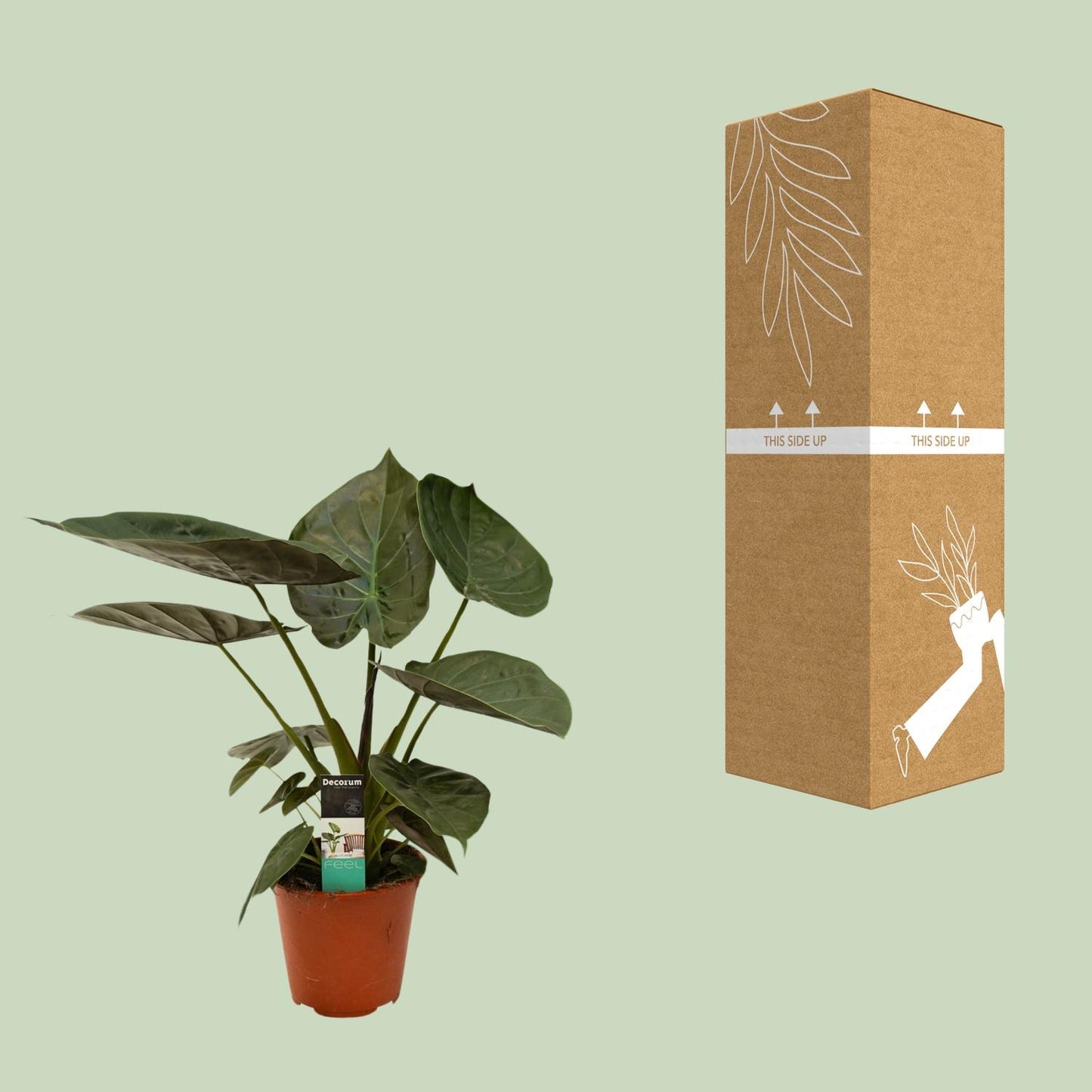 Alocasia Wentii - Ø19cm - ↕75cm - Pflanzfix24