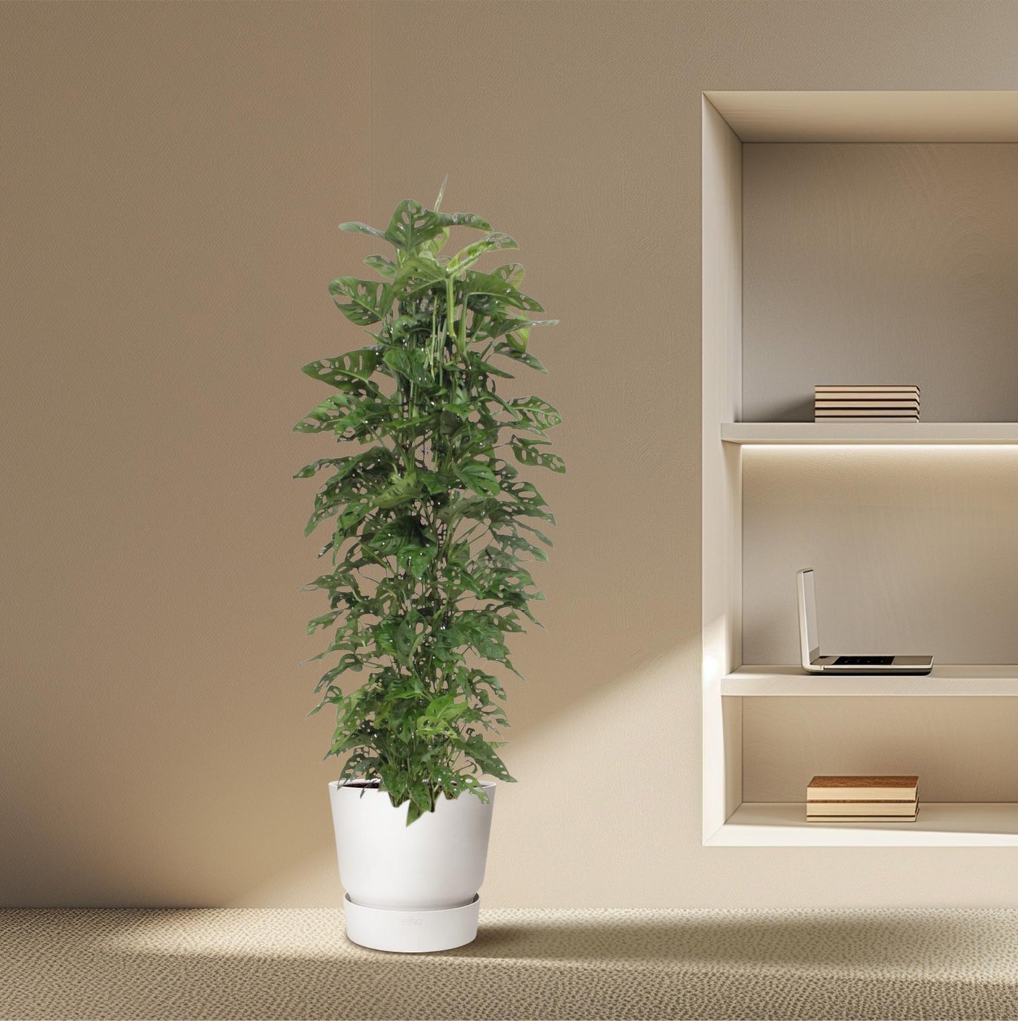 Monstera Monkey Leaf gaasrek - 180 cm - ø27 - Pflanzfix24