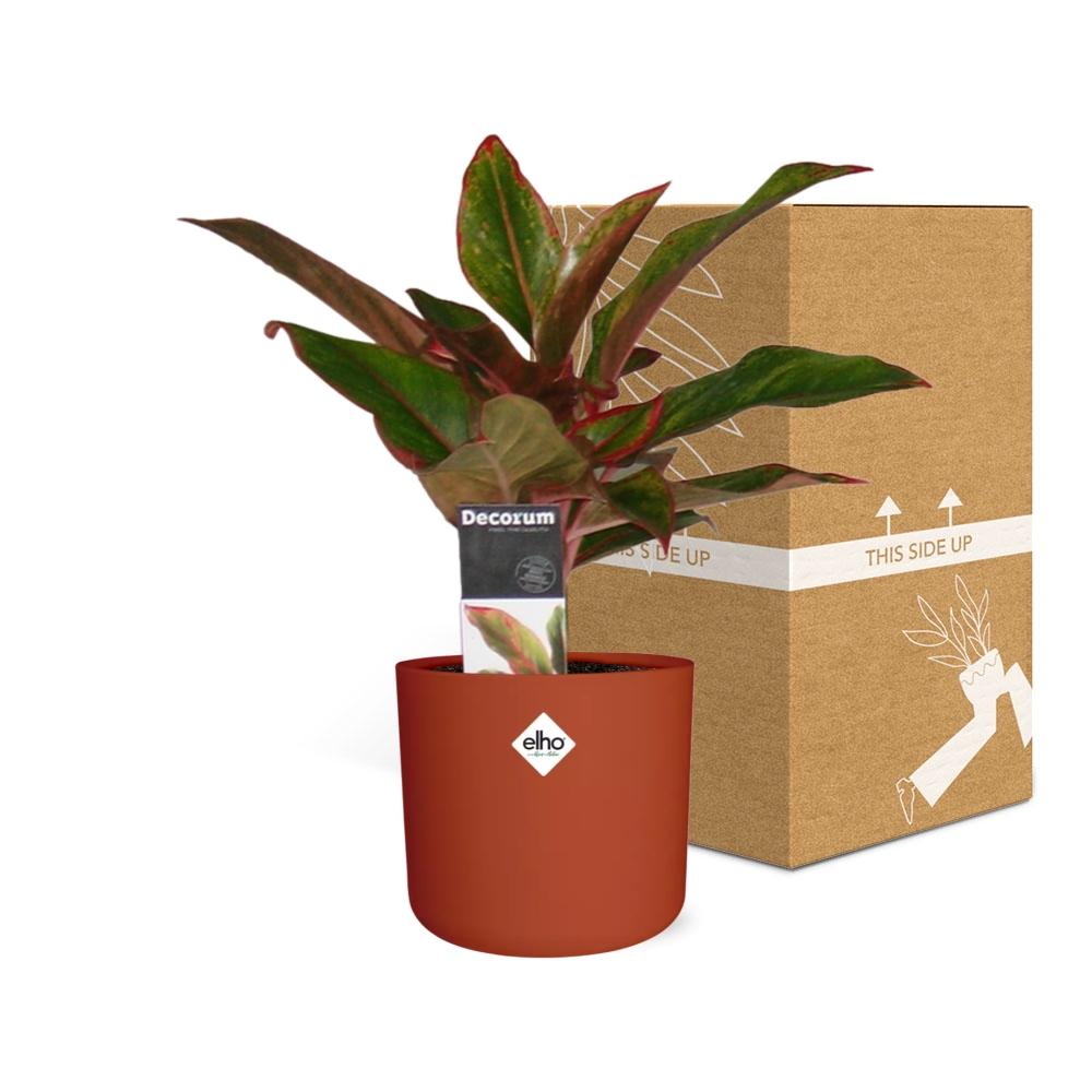 Aglaonema Crete in ELHO b.for soft rond 14cm brique - Pflanzfix24