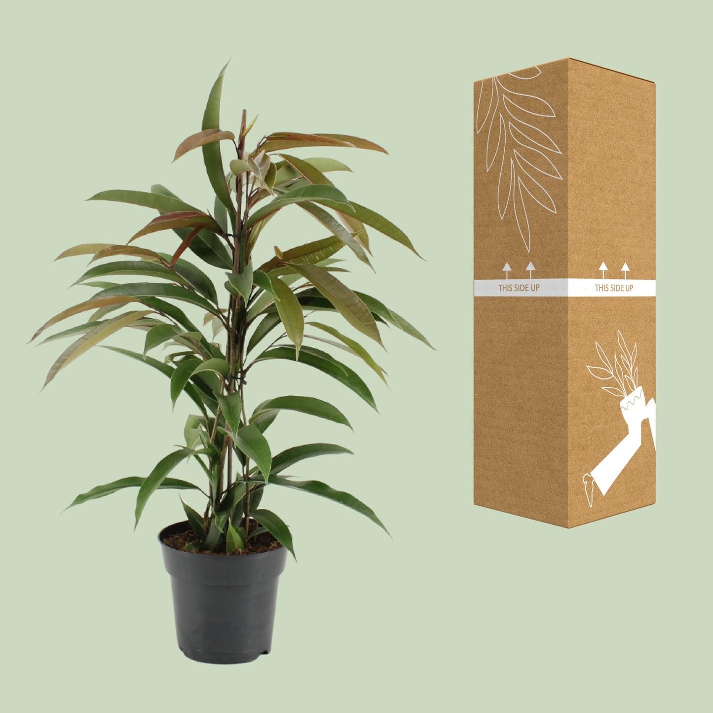 Ficus Binnendijkii Amstel King - Ø17cm - ↕70cm bei Pflanzfix24.de - Pflanzfix24.de