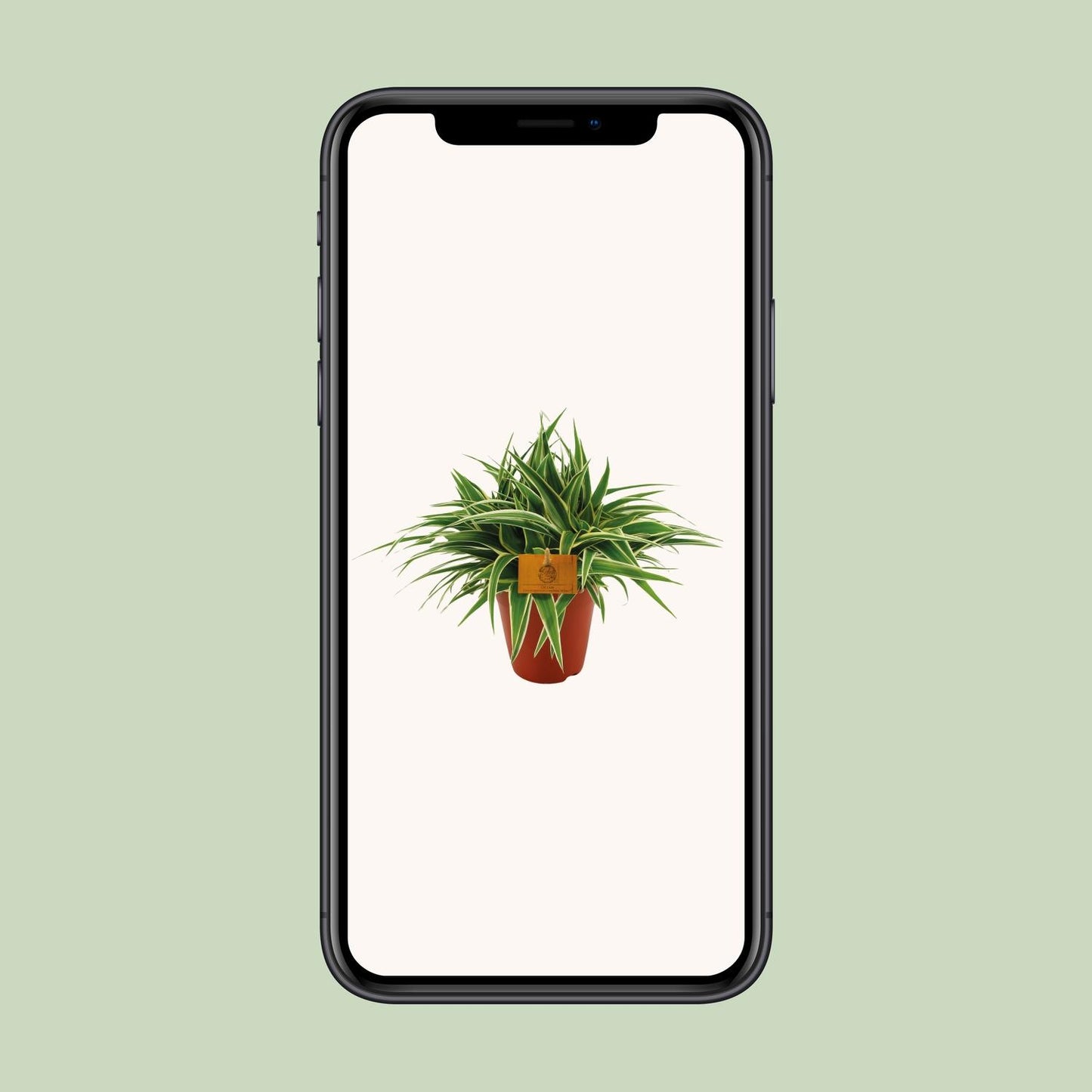 Chlorophytum Ocean - Ø15cm - ↕25cm bei Pflanzfix24.de - Pflanzfix24.de