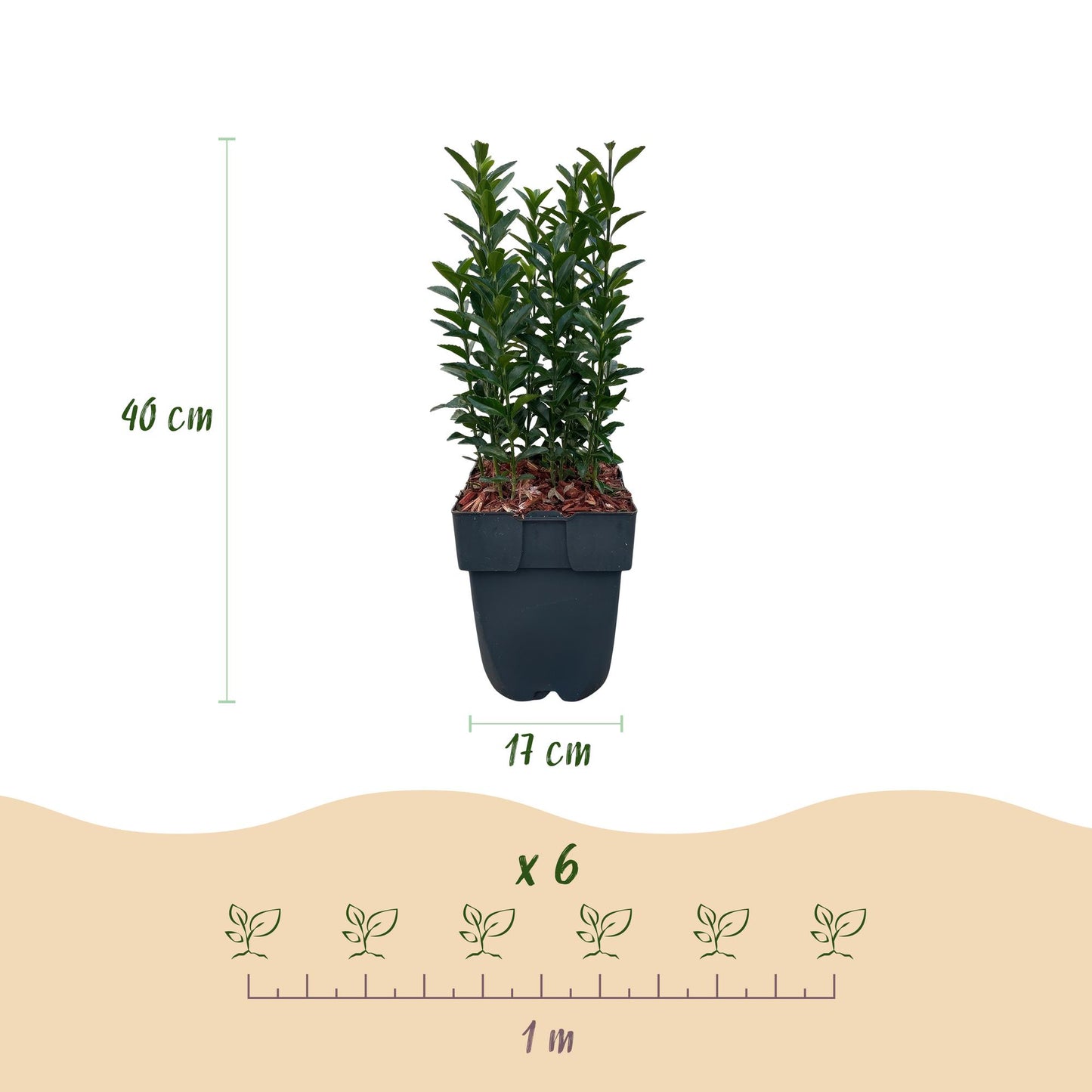 Pflanzfix24.de - Euonymus japonica Green Spire - 6 Pflanzen - 1m - immergrün - Pflanzfix24.de