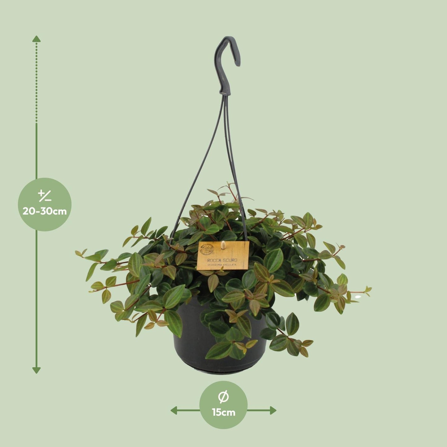 Peperomia Ang.Rocca Scuro - Ø15cm - ↕25cm - Pflanzfix24