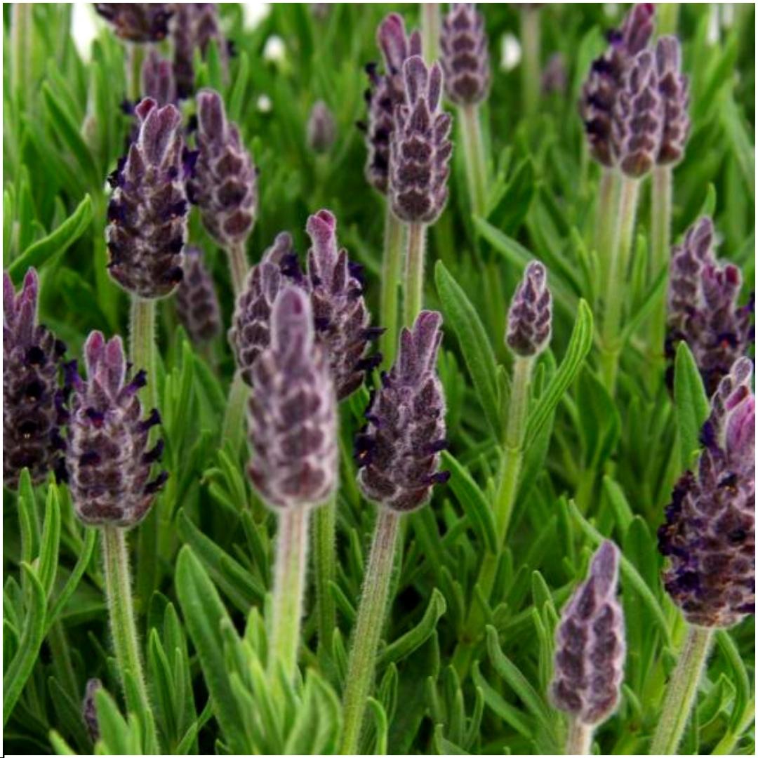 Lavandula stoechas Anouk® 6er-Set – Schopflavendel 12 cm | Pflanzfix24.de - Pflanzfix24.de