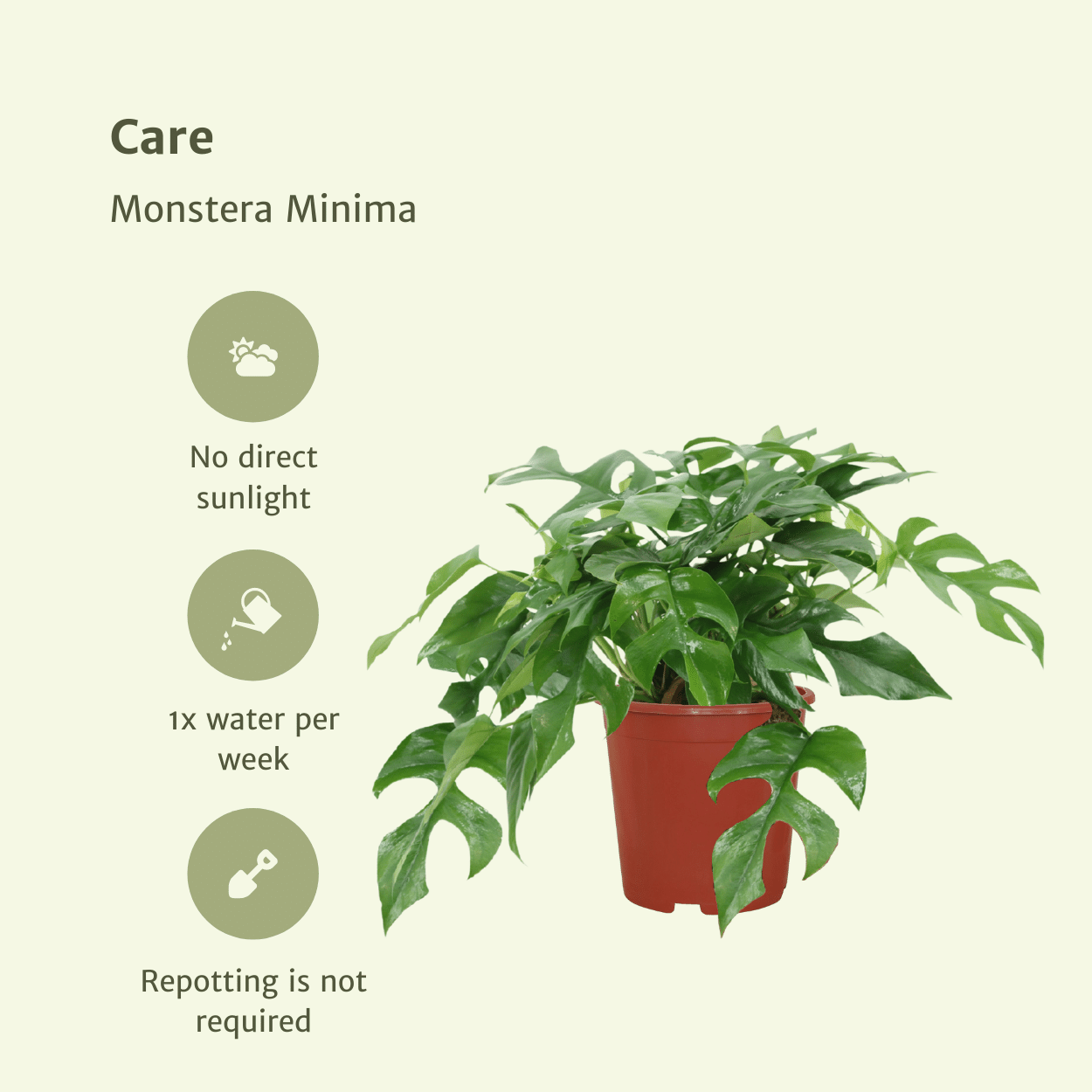 Monstera Minima 2er-Set Ø15cm – Lochpflanze | Pflanzfix24.de - Pflanzfix24.de