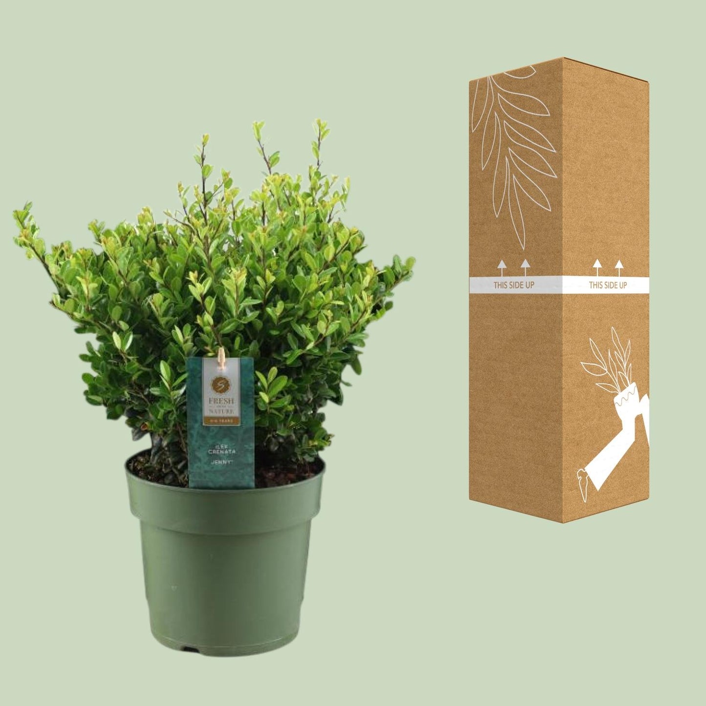 Ilex Crenata 'Jenny'® P17 - Pflanzfix24
